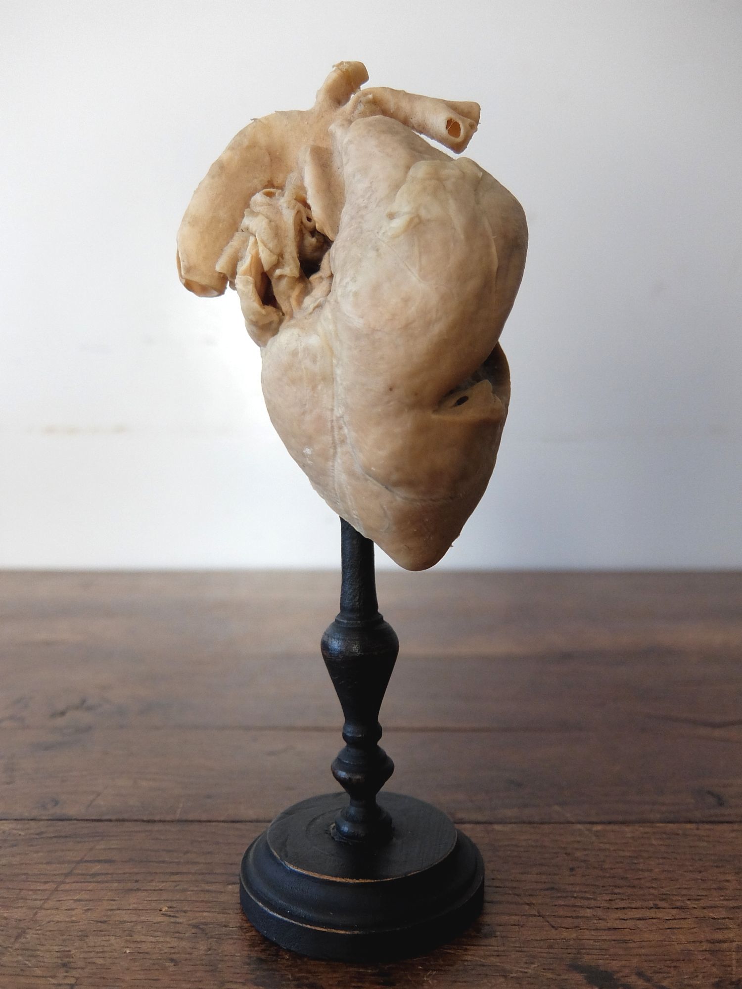 Anatomical Model 【Heart】 (A0821)