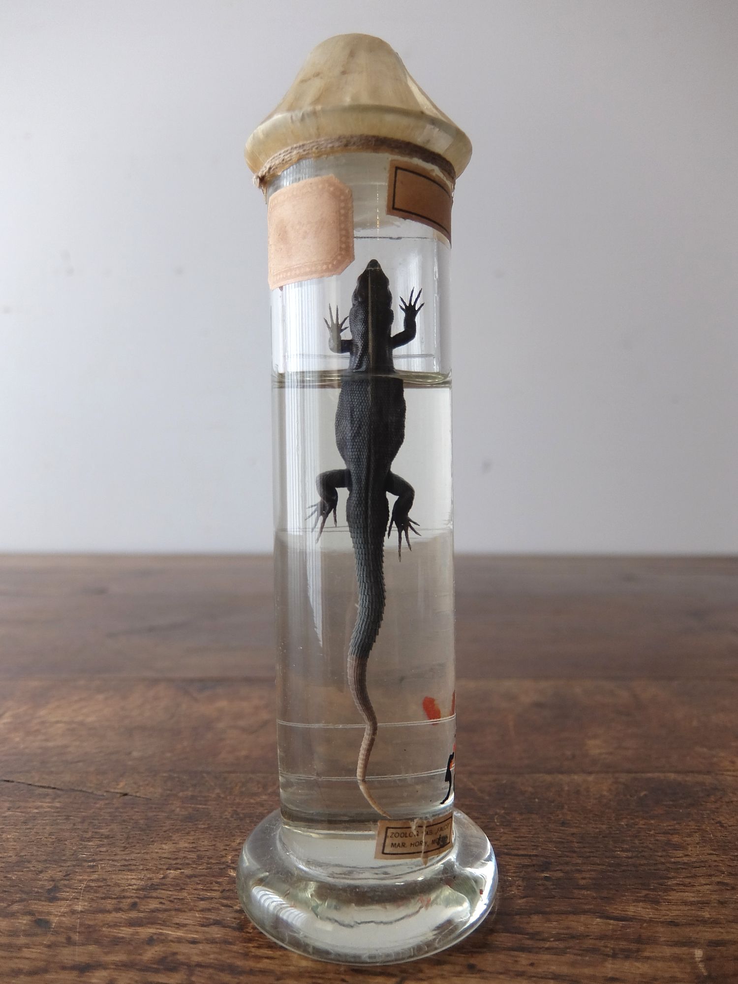 Wet Specimen 【Lizard】 (B0518-02)