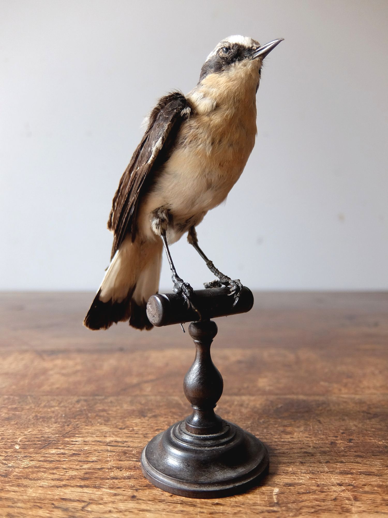 Taxidermy 【Bird】 (A1018-03)
