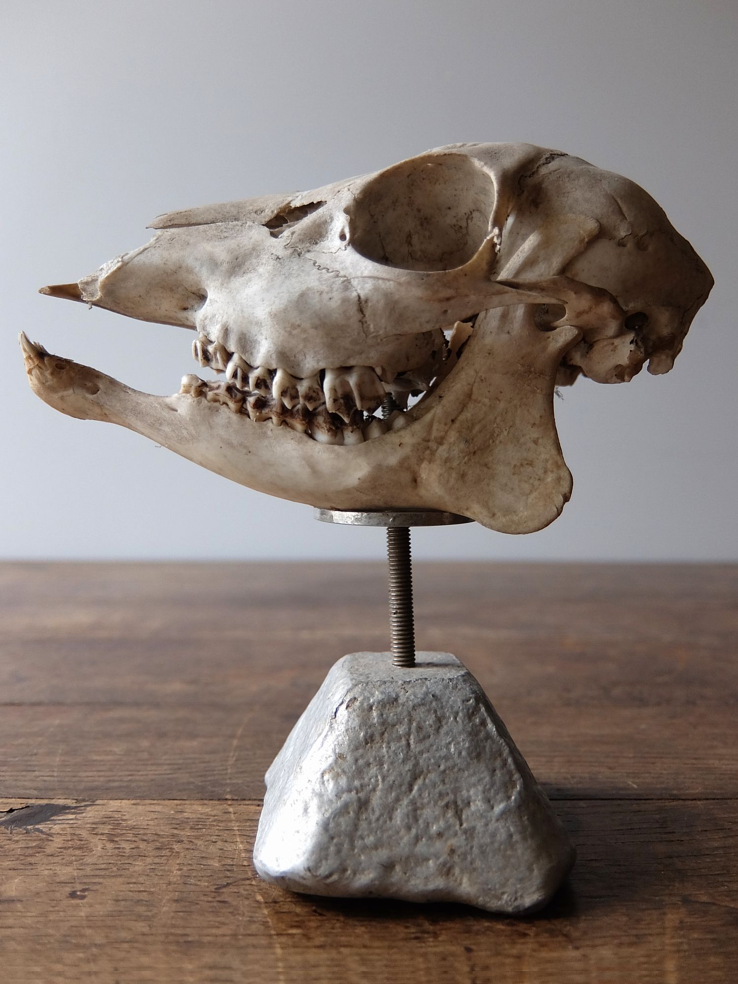 Skull Display 【Deer】 (A0516)