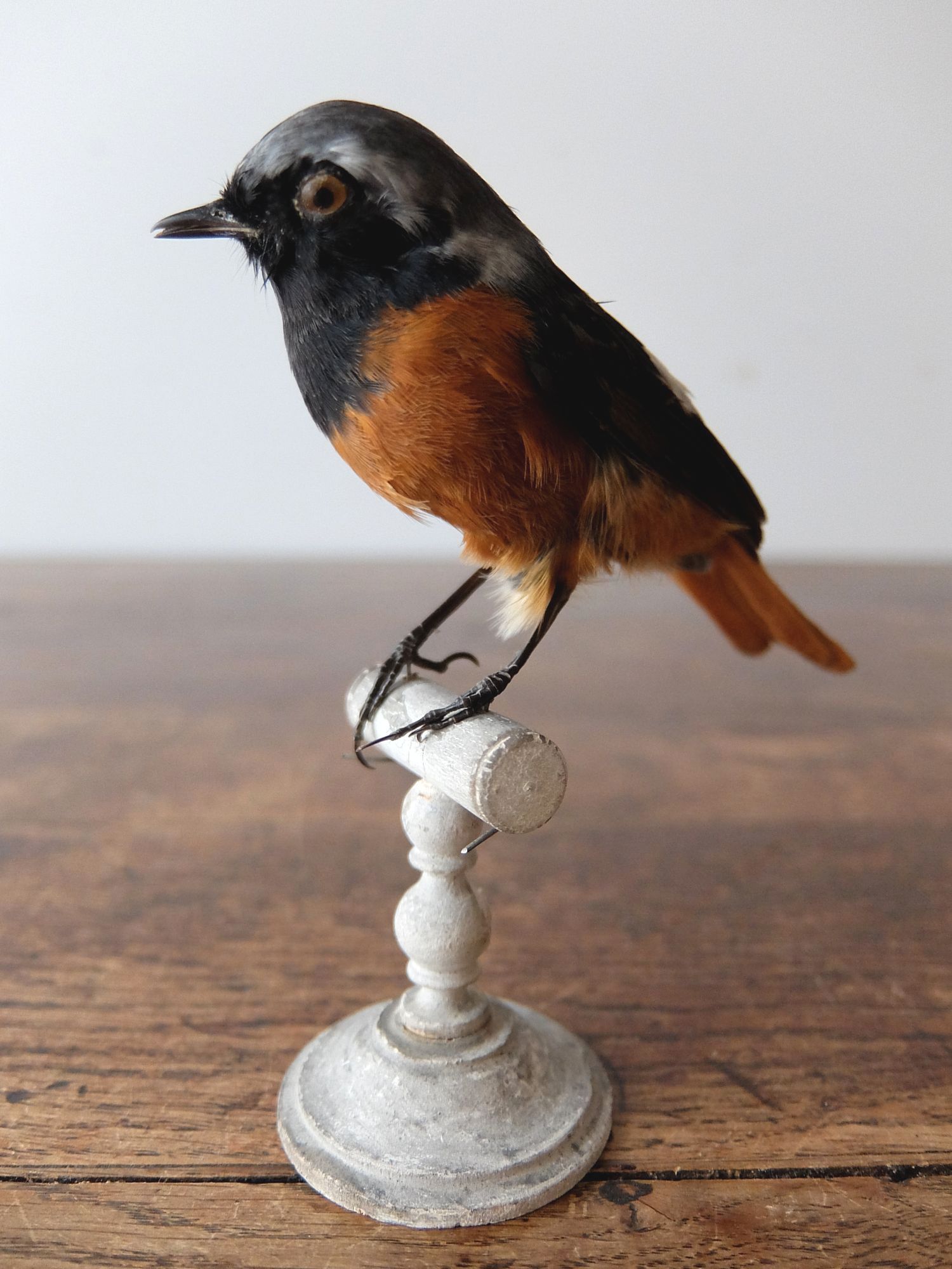 Taxidermy 【Bird】 (B1019)