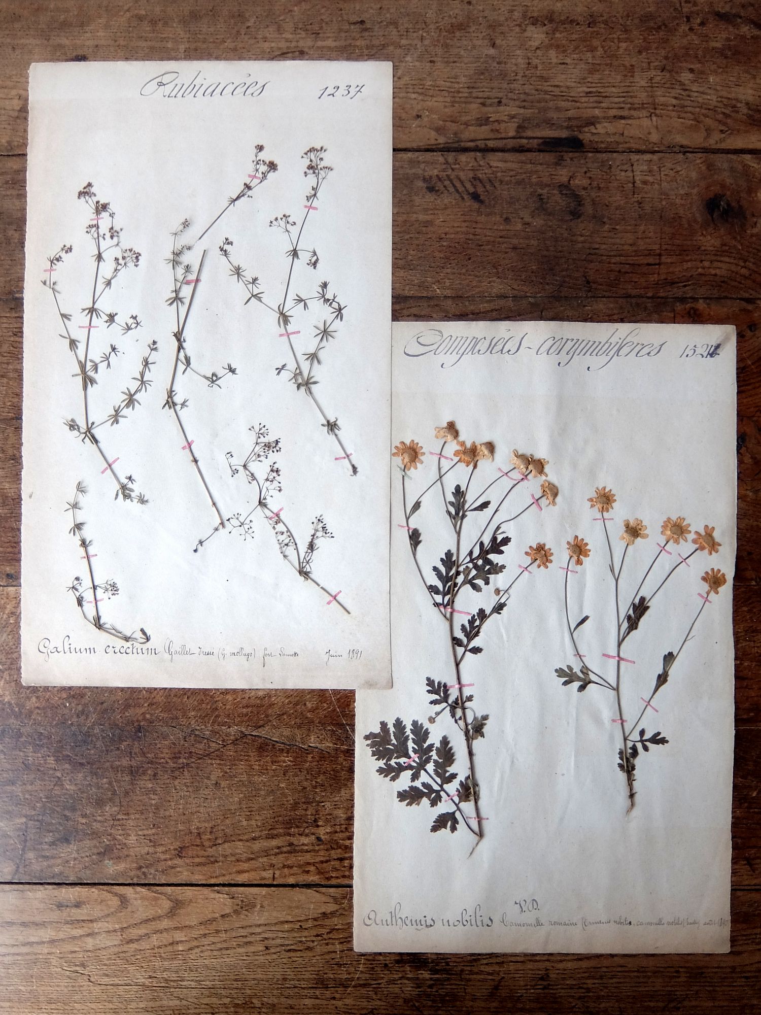 Herbarium (A0915-06)