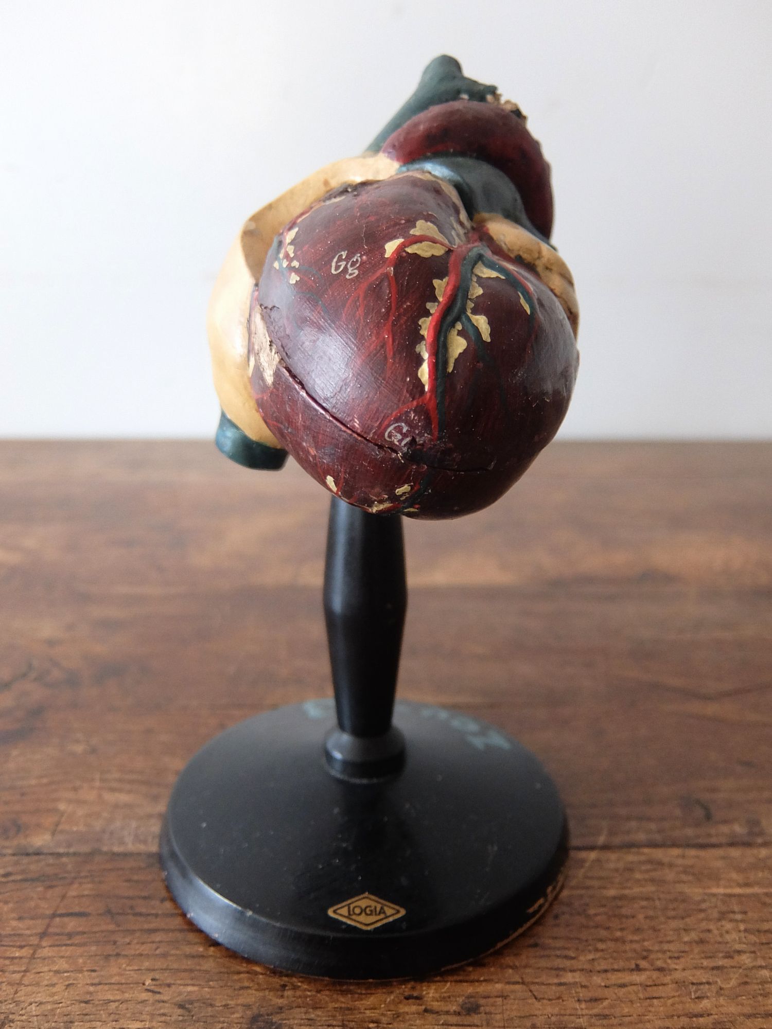 Anatomical Model 【Heart】 (A0425)