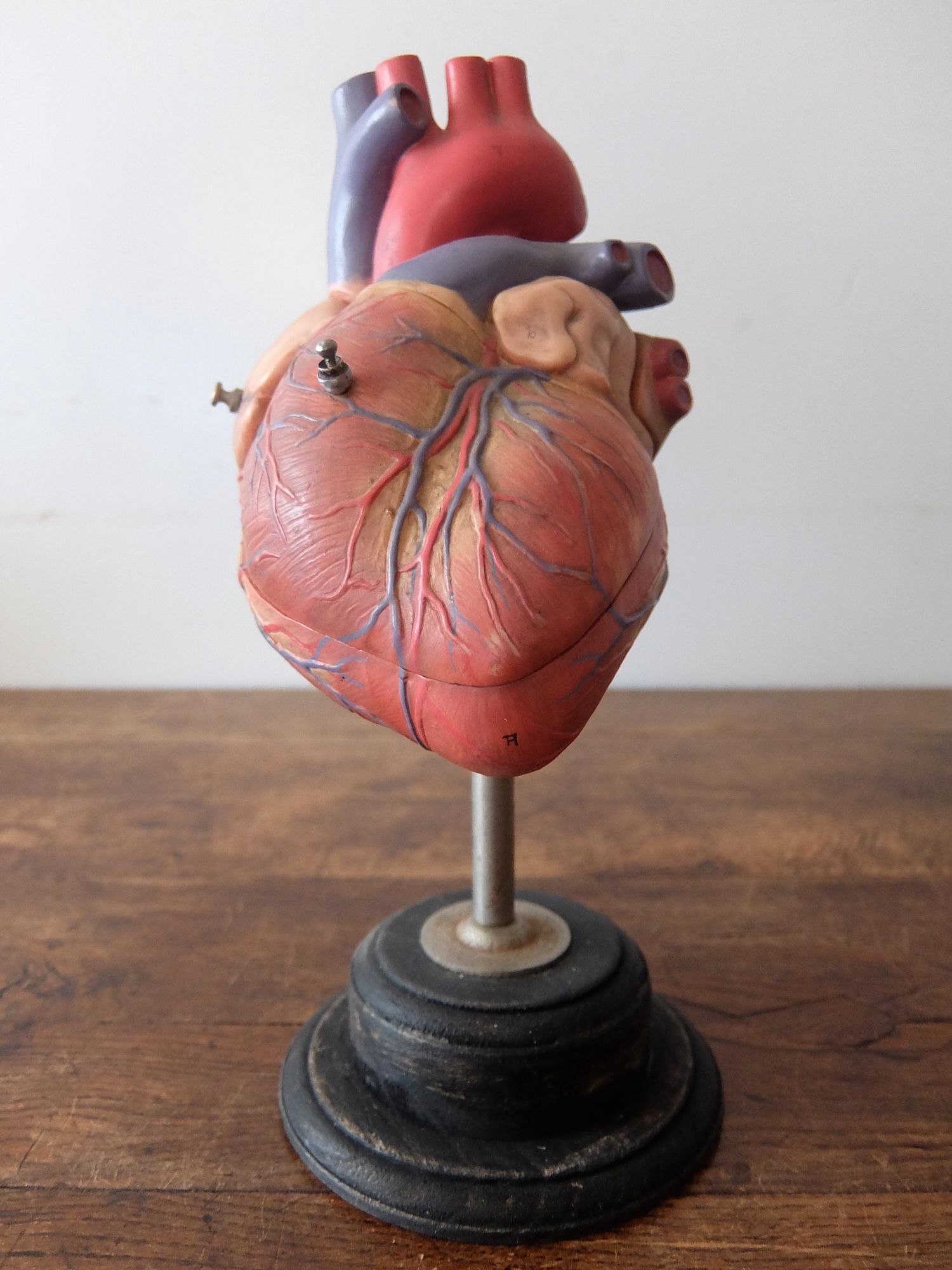Anatomical Model 【Heart】 (B0425)