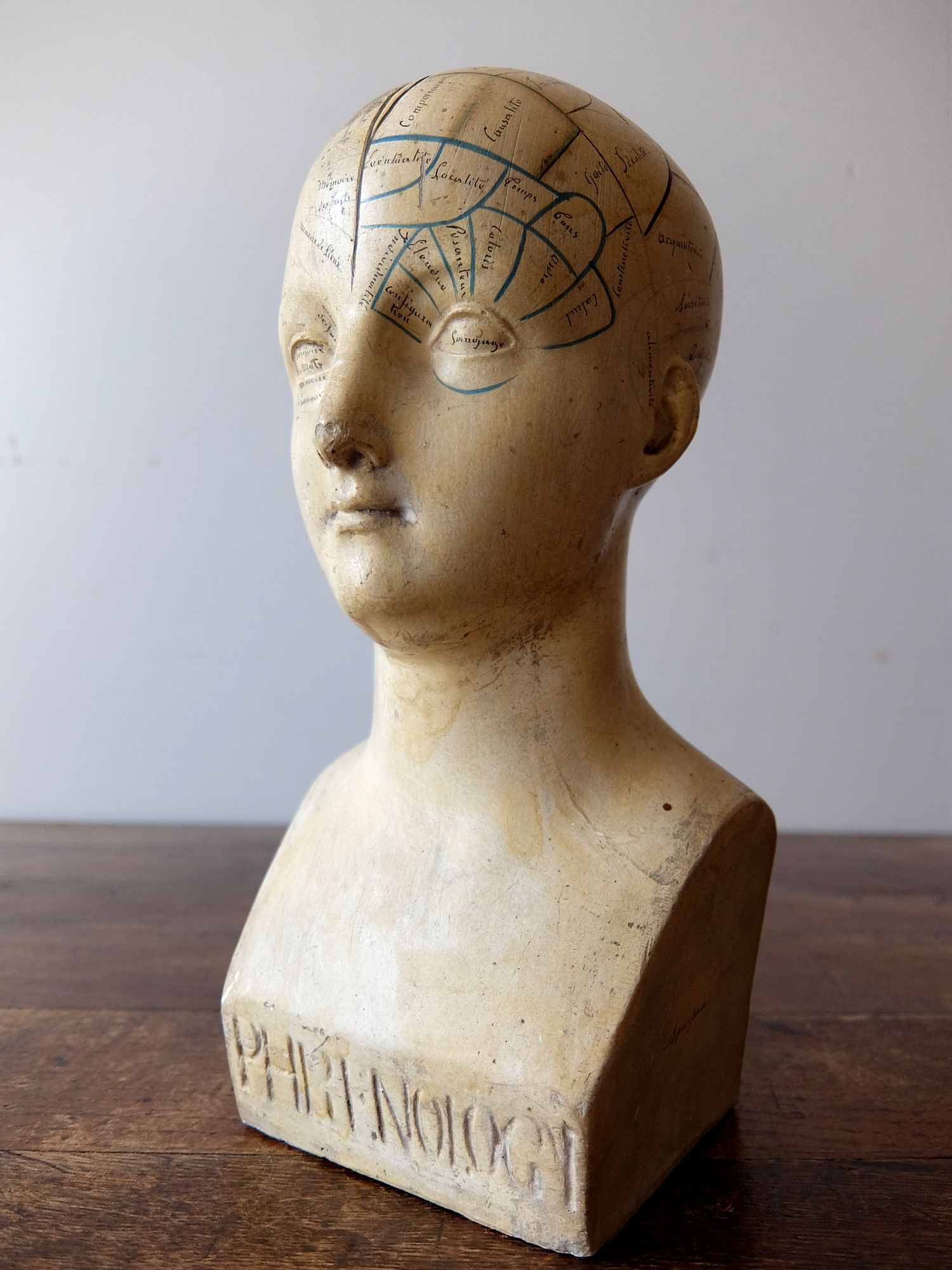 Phrenology Head (A0617)