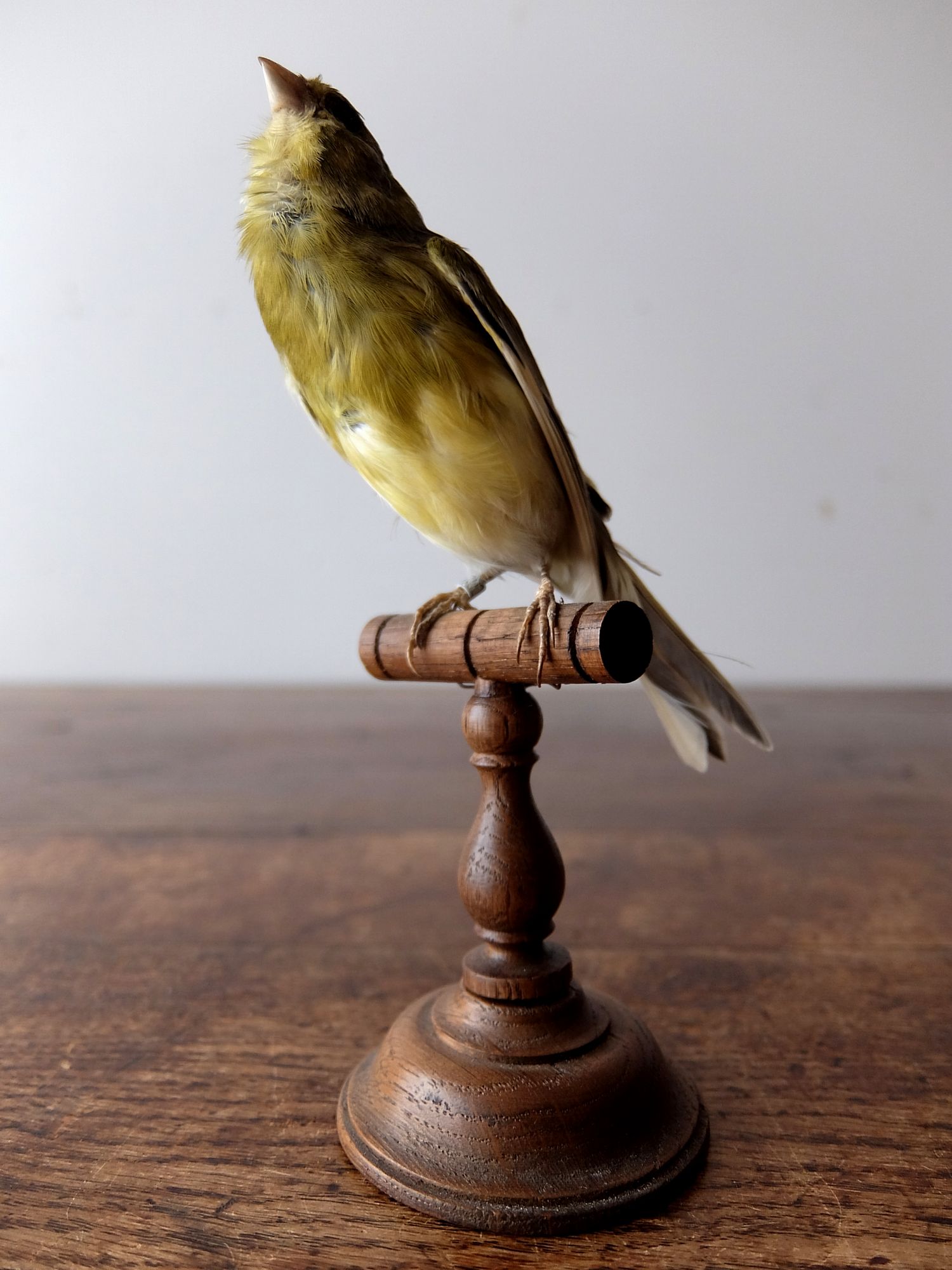 Taxidermy 【Bird】 (A1018-02)