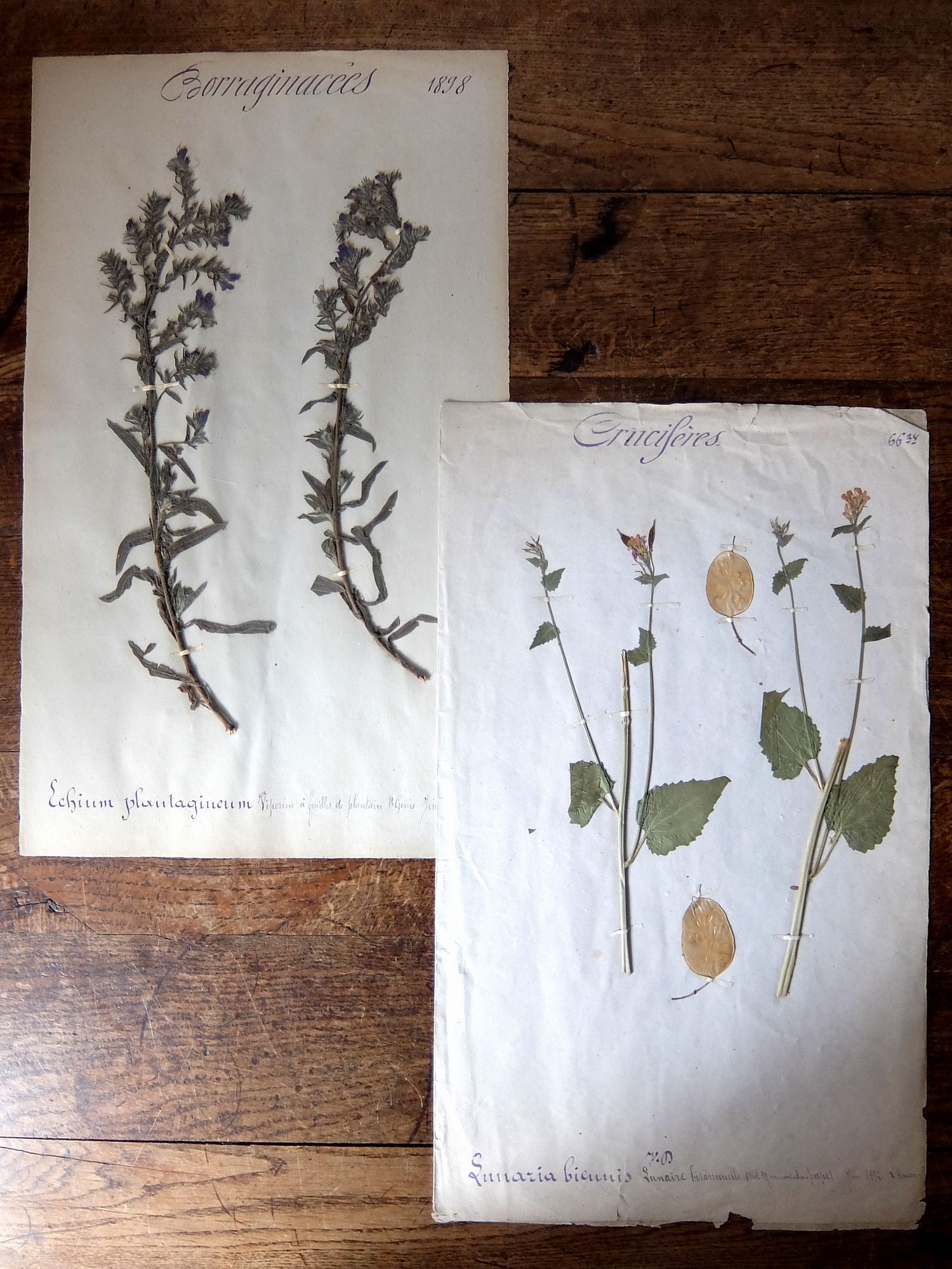 Herbarium (A0915-13)