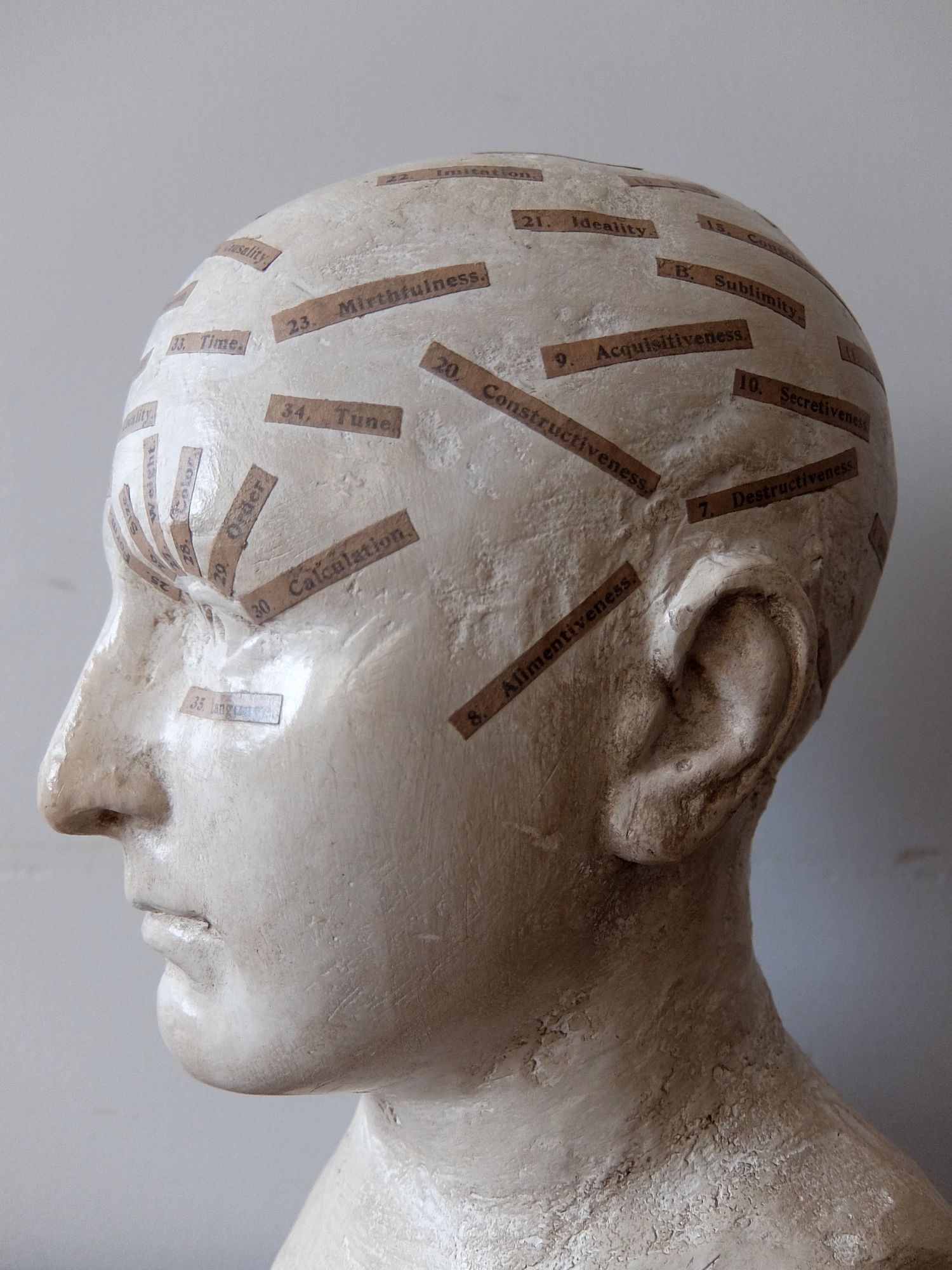 Phrenology Head (A0322)