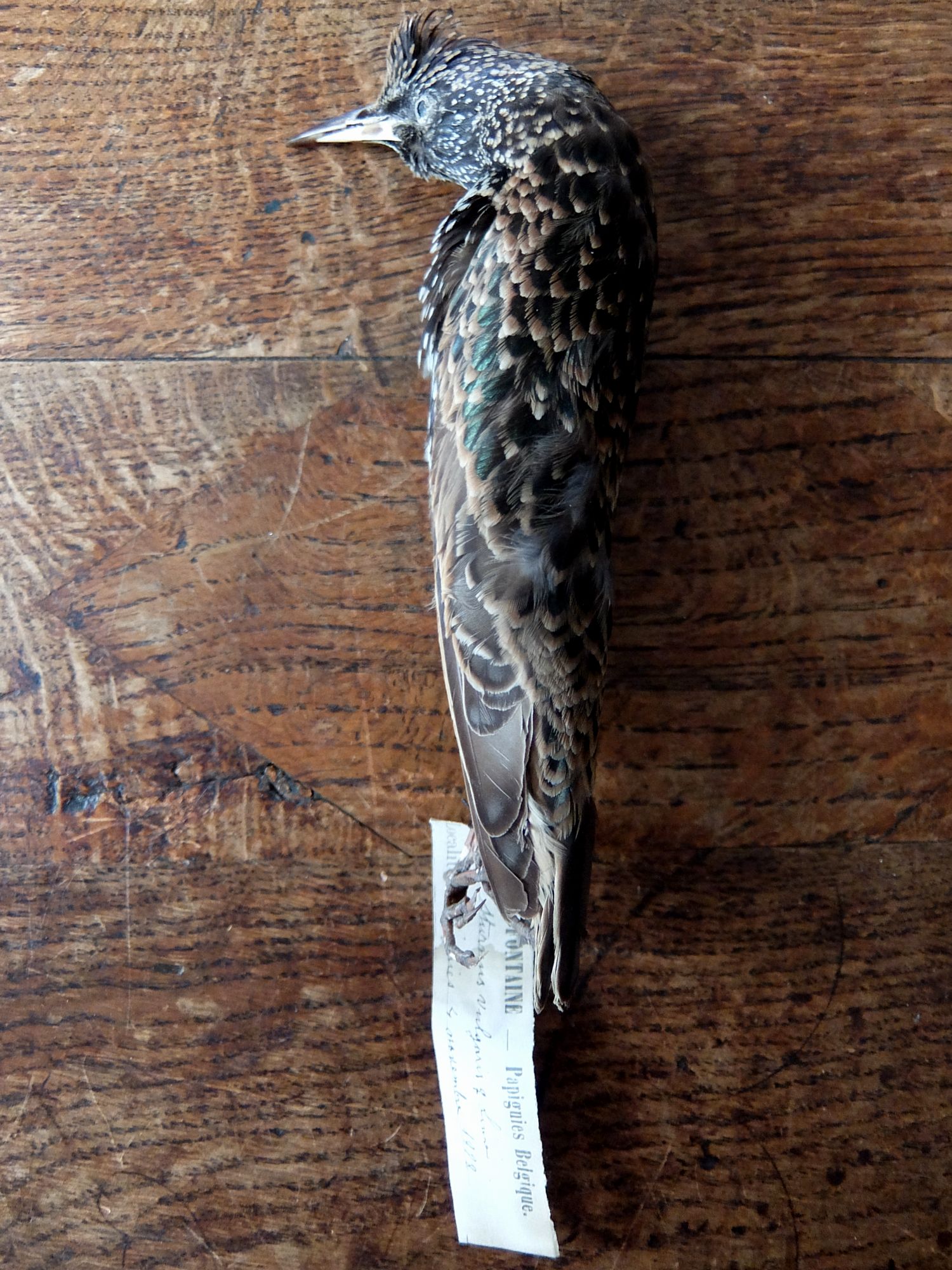 Educational Taxidermy 【Bird】 (A0419-05)