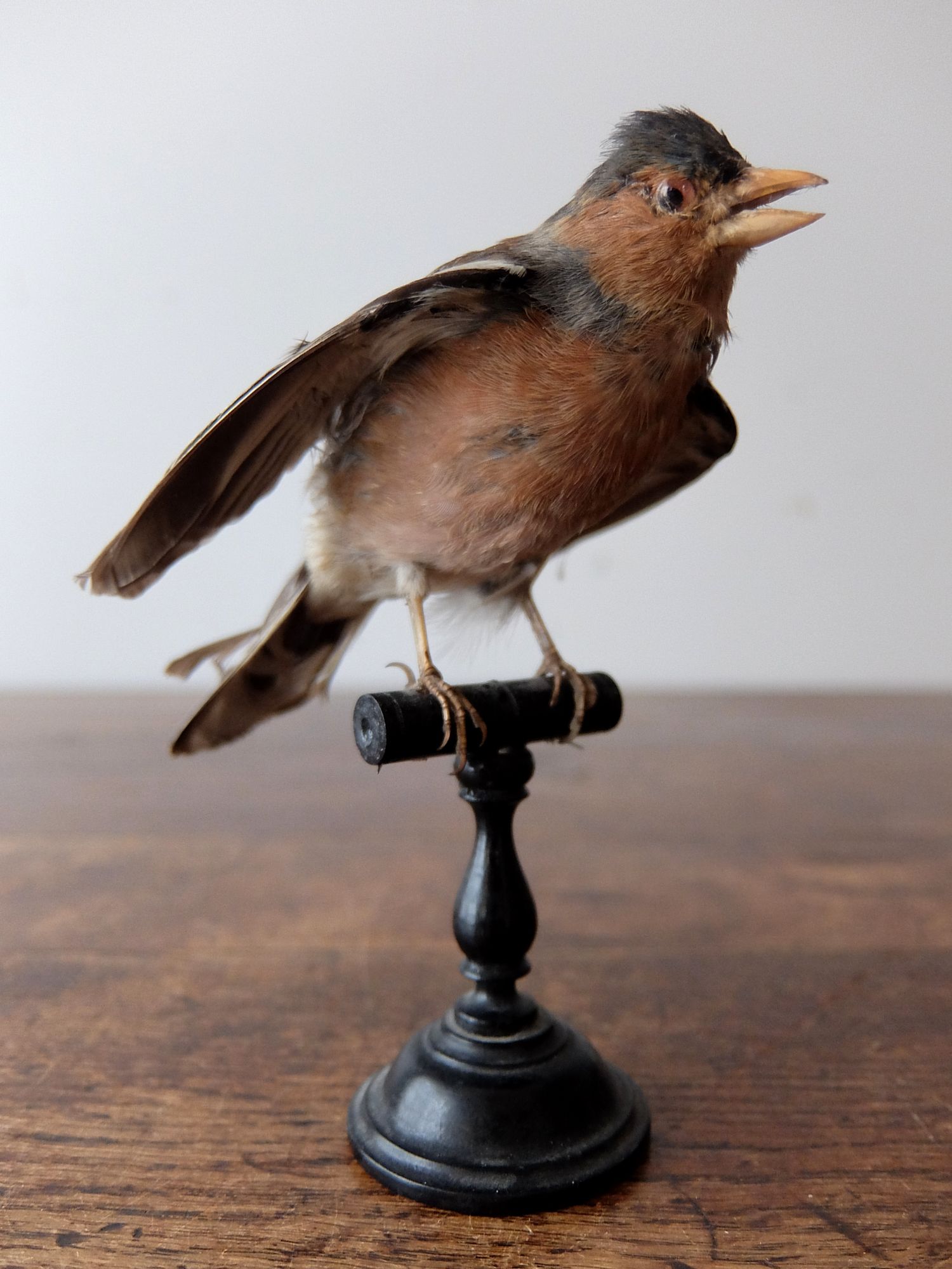 Taxidermy 【Bird】 (A1019)