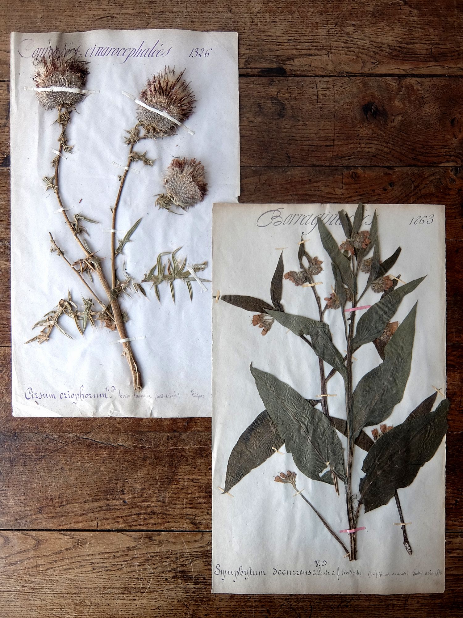 Herbarium (A0915-02)