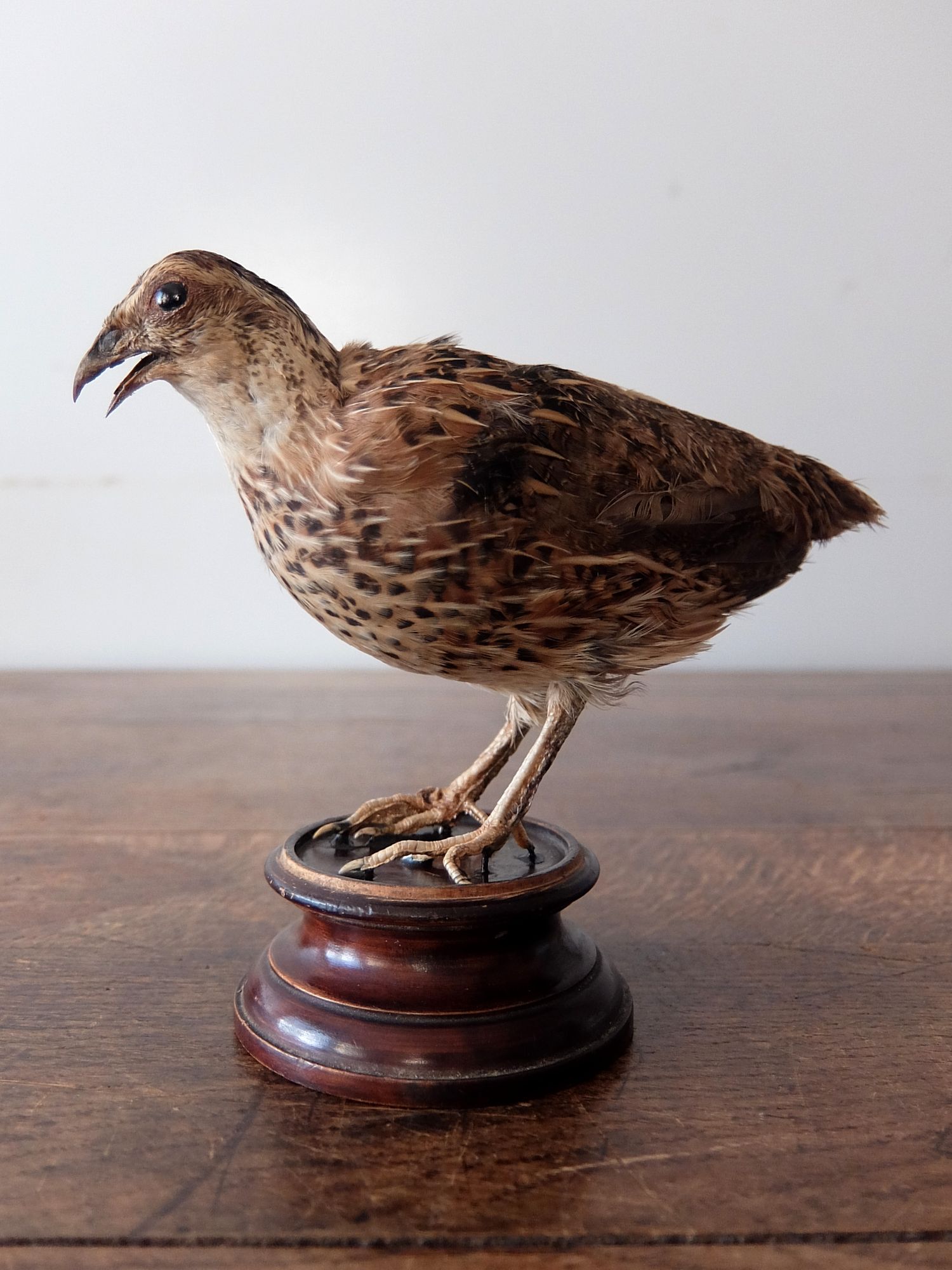 Taxidermy 【Bird】 (B0124)