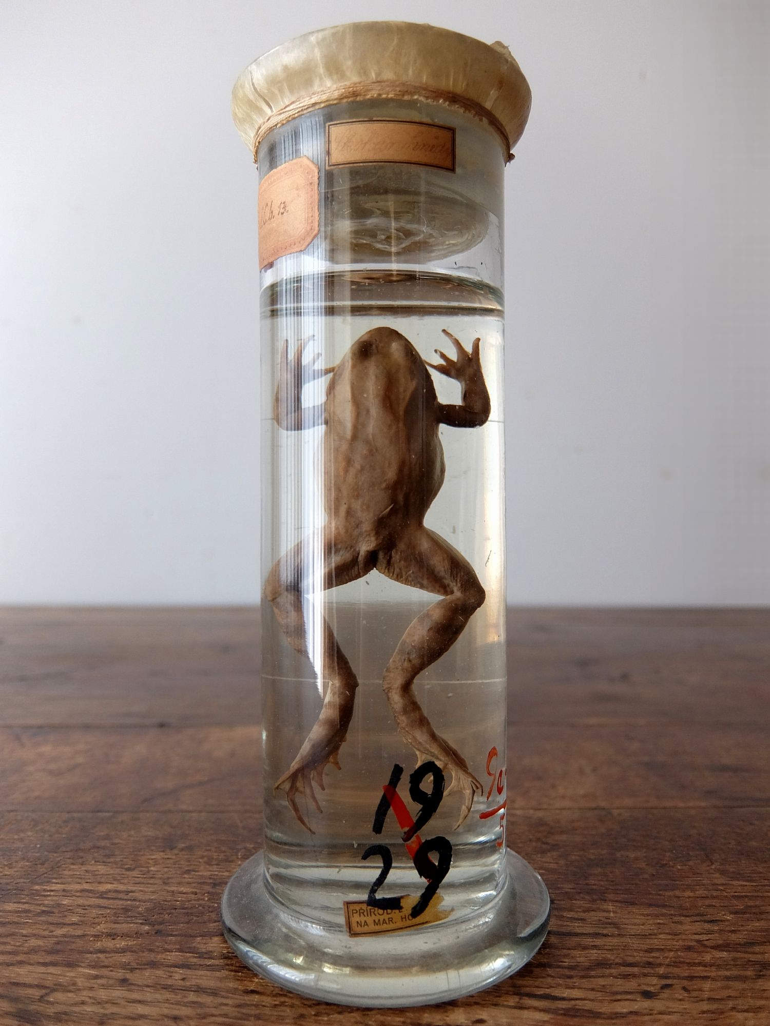 Wet Specimen 【Frog】 (C0518-03)