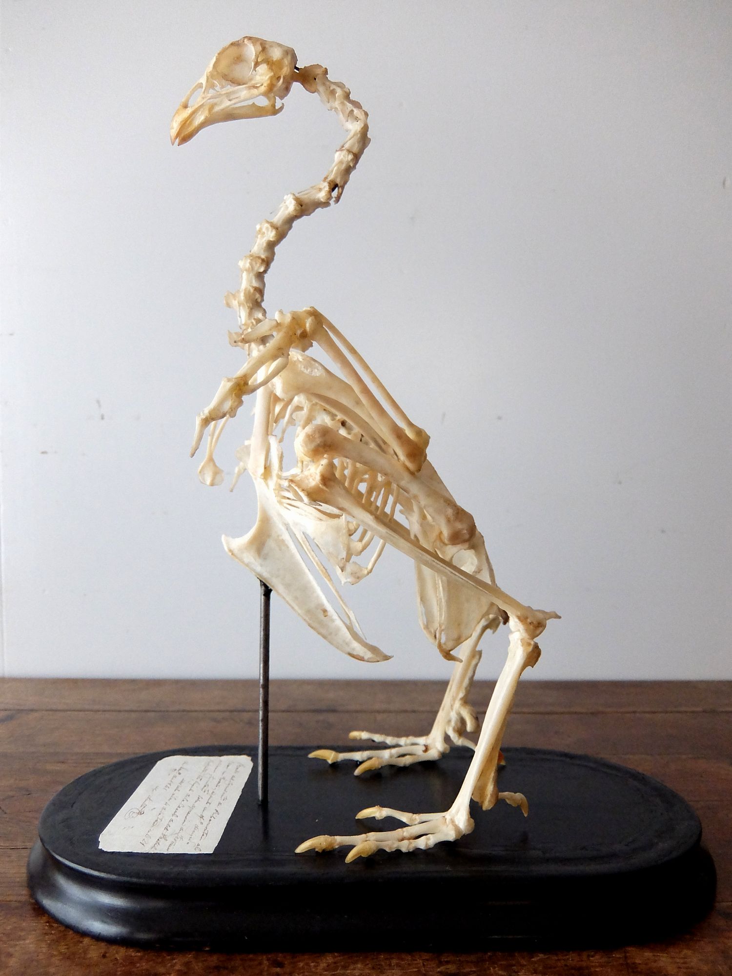 Skeletal Specimen 【Bird】 (C0318)