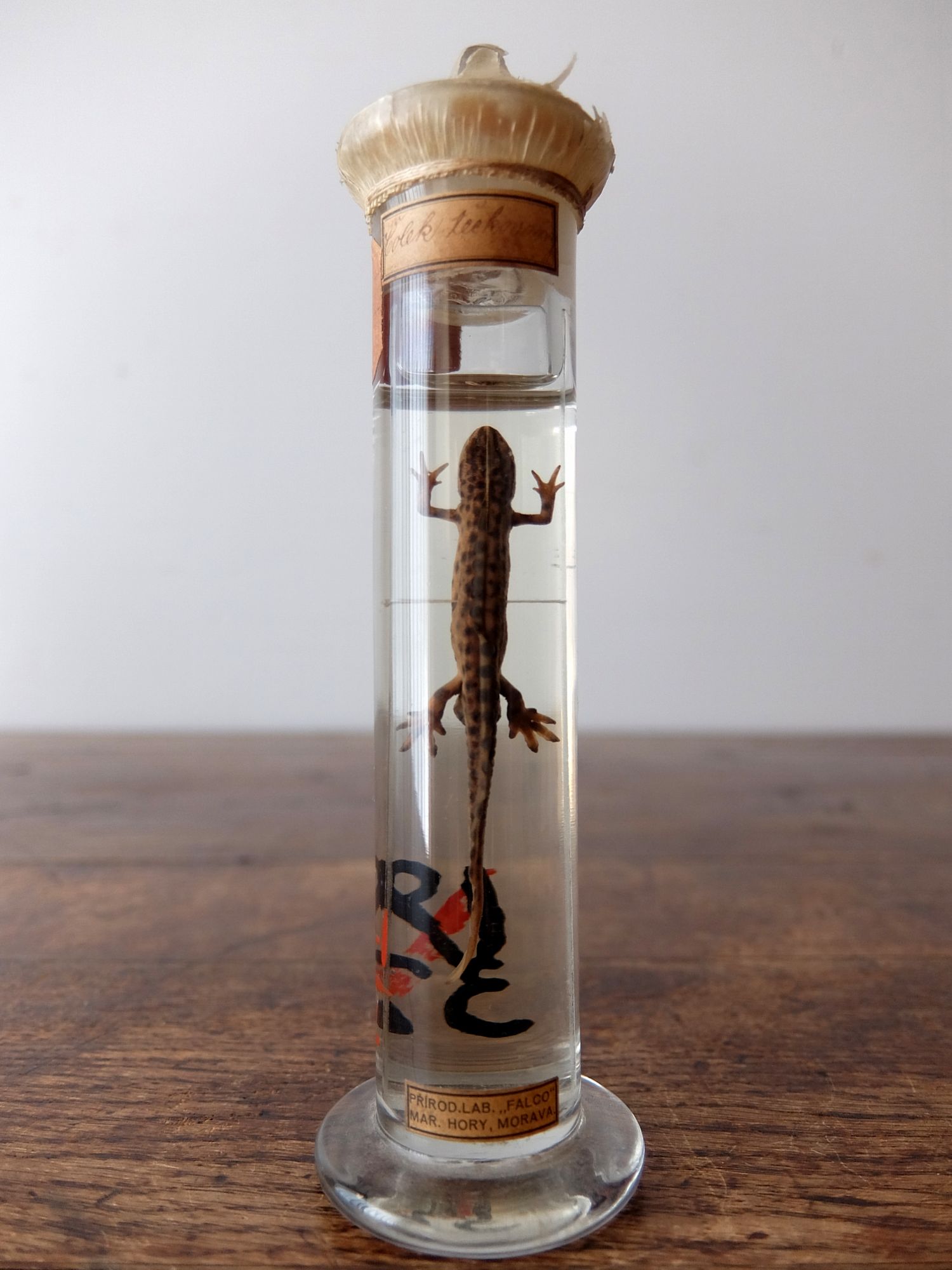 Wet Specimen 【Lizard】 (B0518-01)