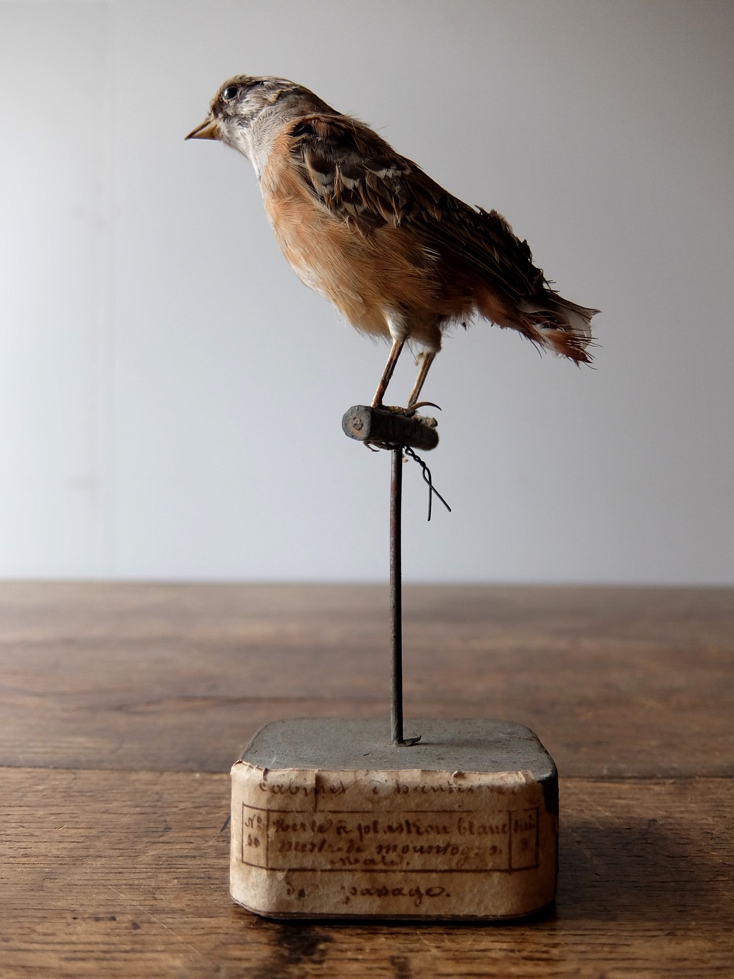 Taxidermy 【Bird】 (B0516)