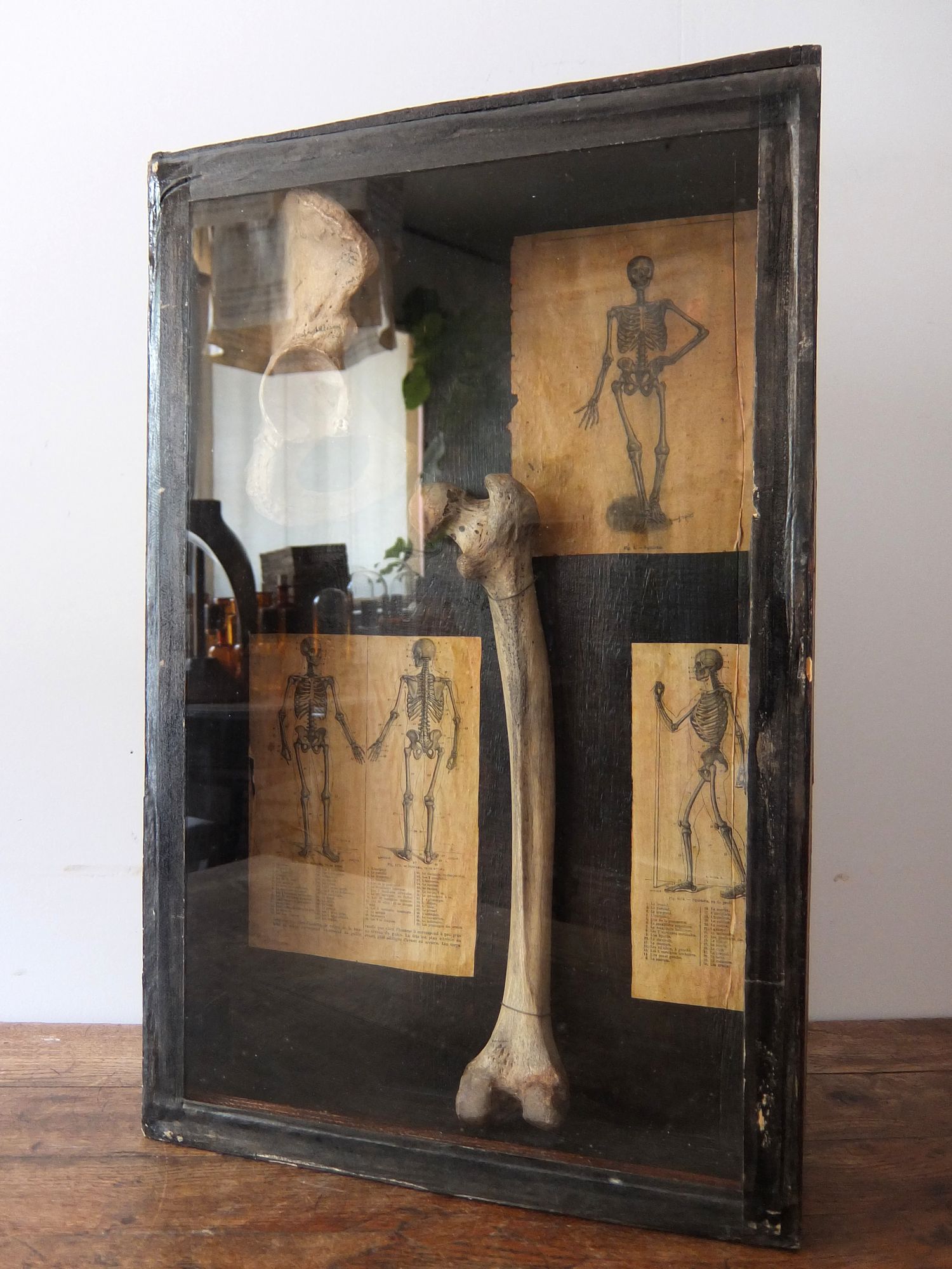 Skull Display (A0515)