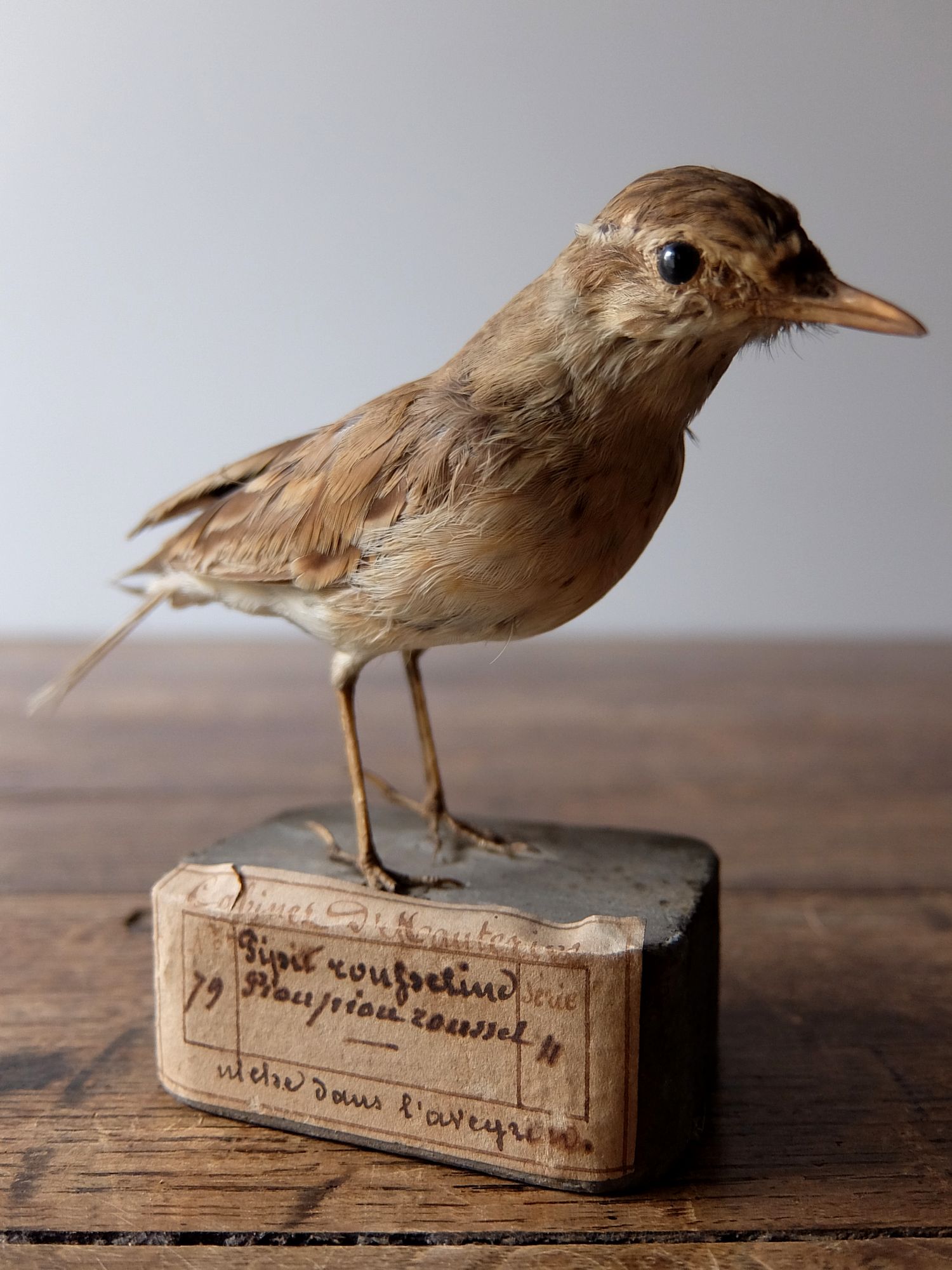 Taxidermy 【Bird】 (C0516)