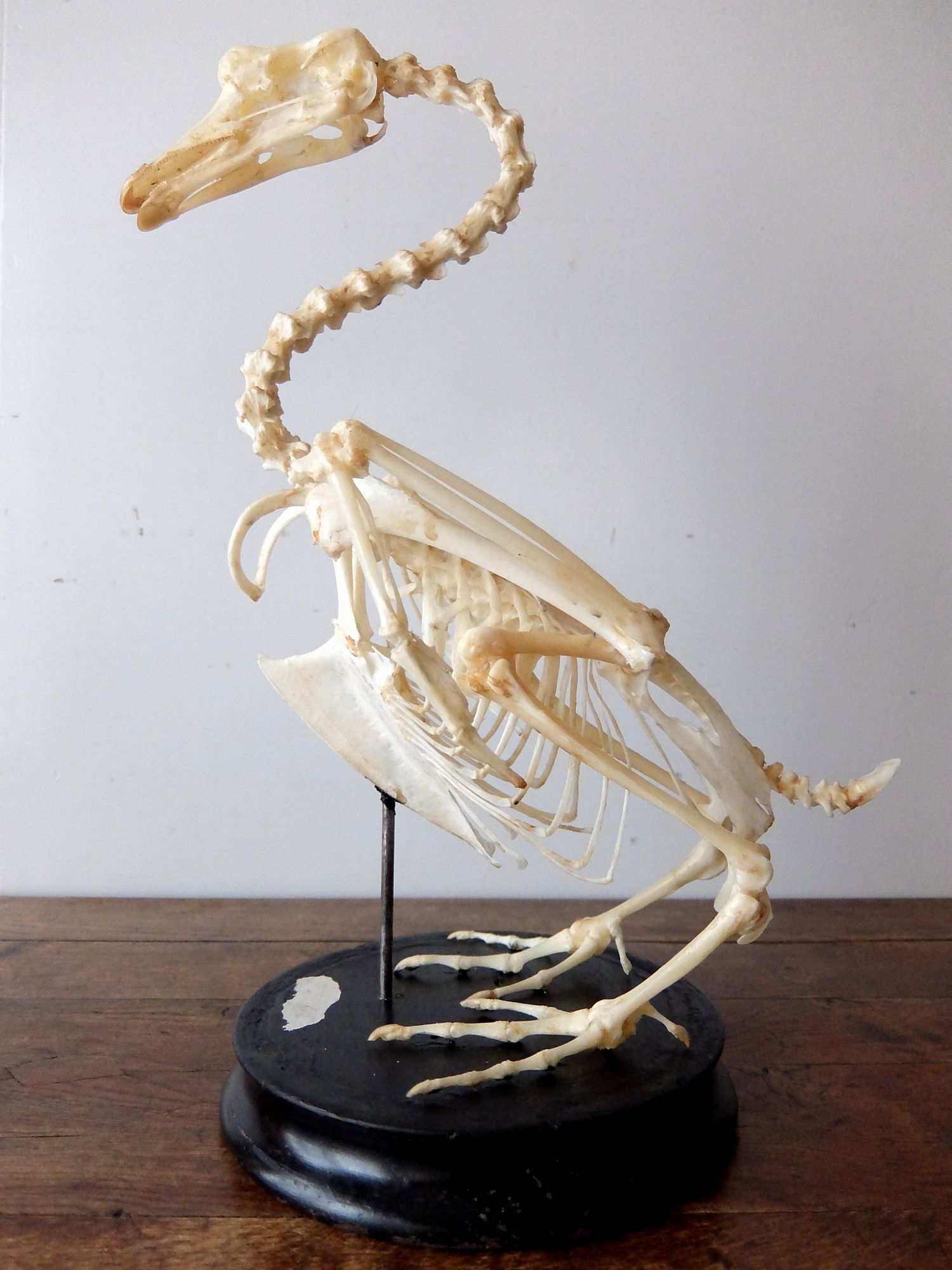 Skeletal Specimen 【Bird】 (B0318)