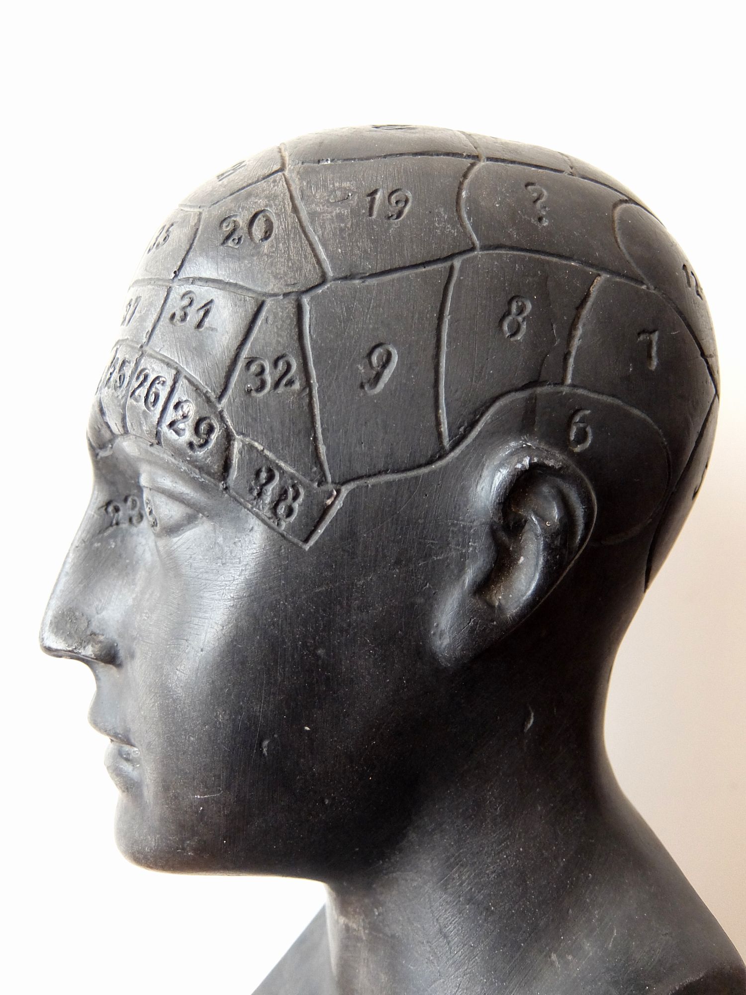 Phrenology Head (A0717)