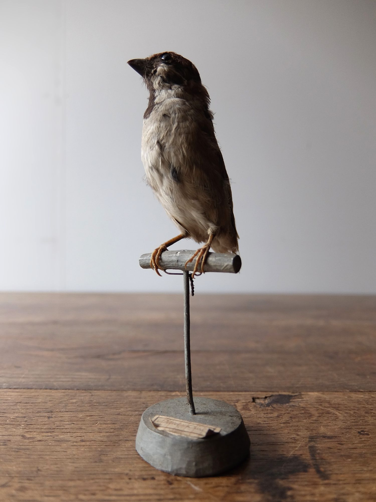 Taxidermy 【Bird】 (A0516)