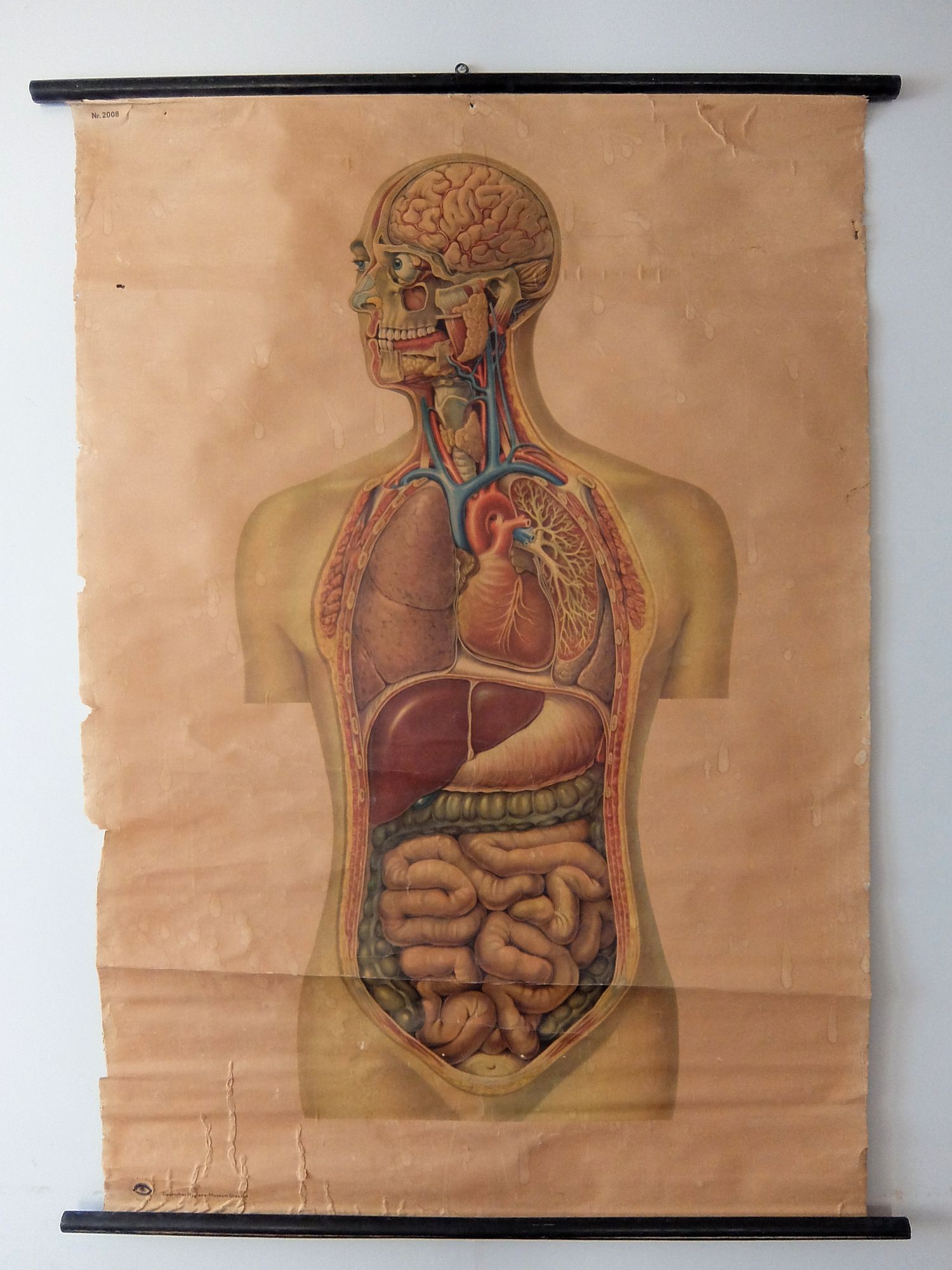 Anatomical Chart (A0621-04)