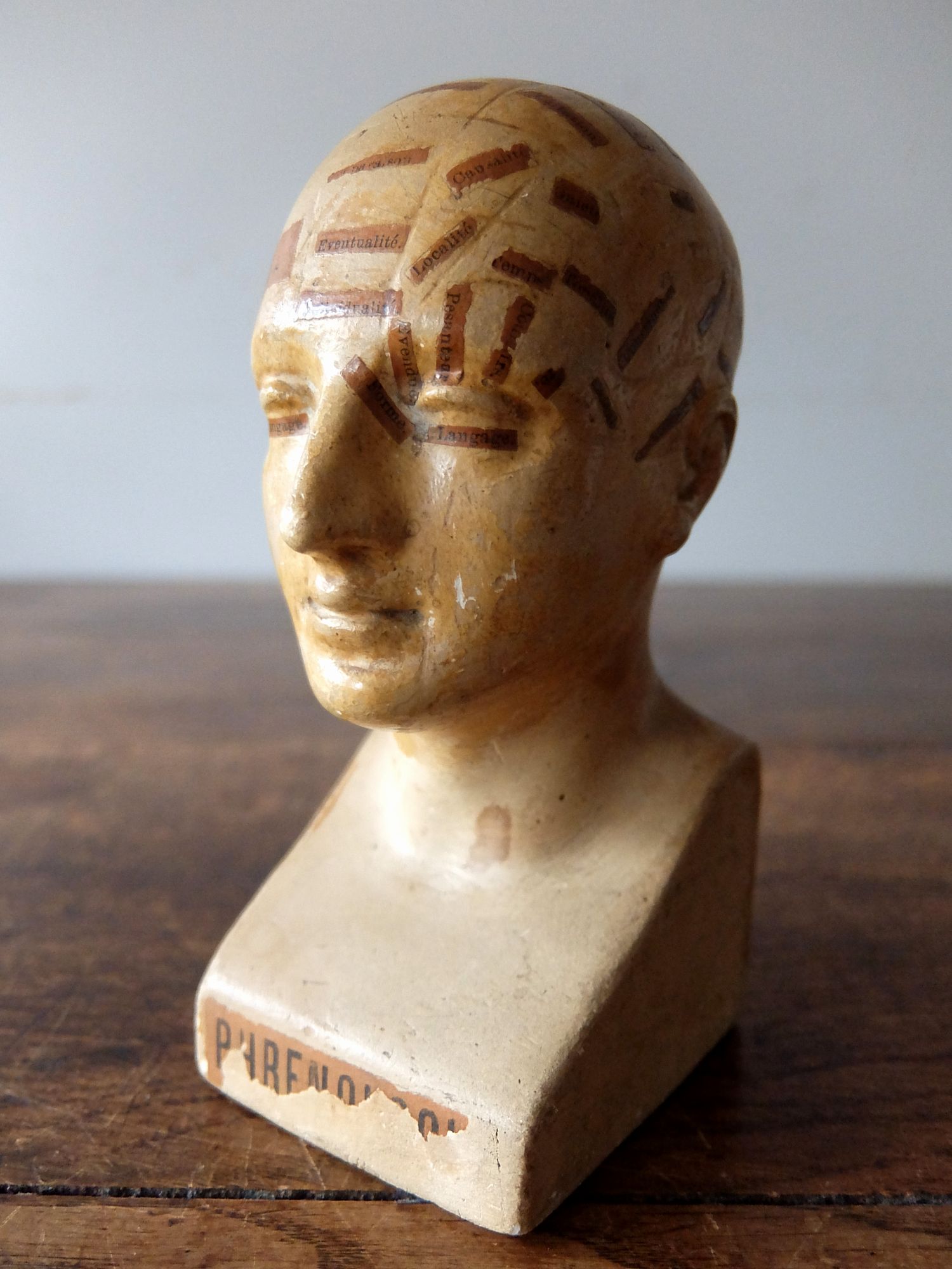 Phrenology Head (B0822)