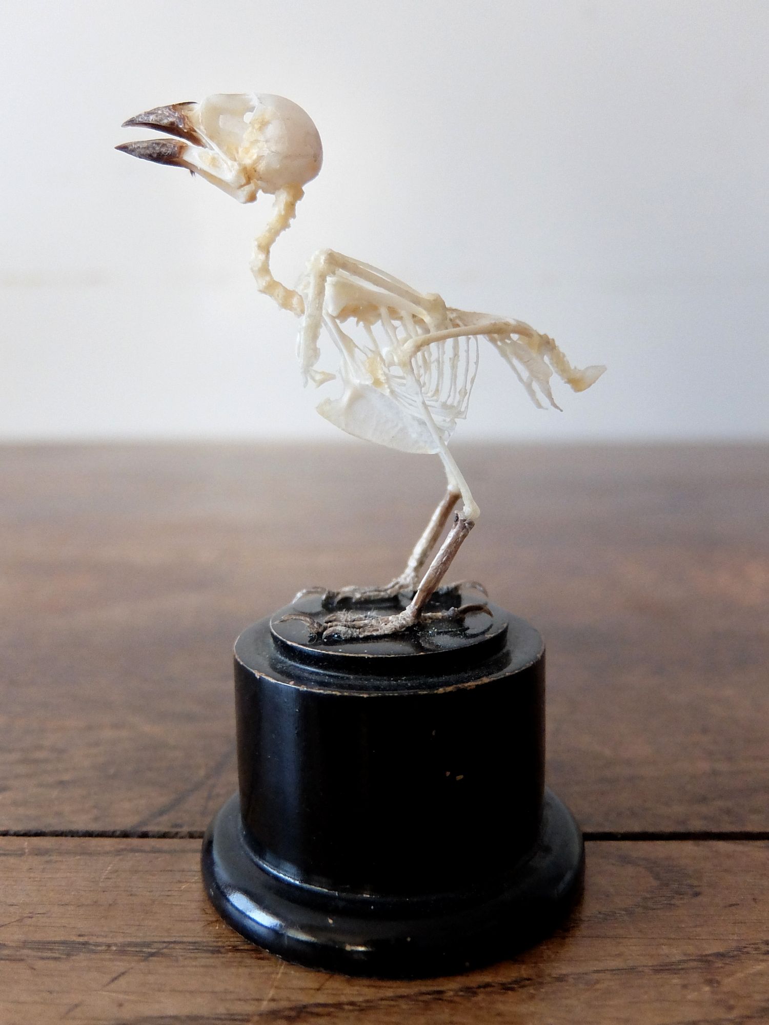 Skeletal Specimen 【Bird】 (B1221)