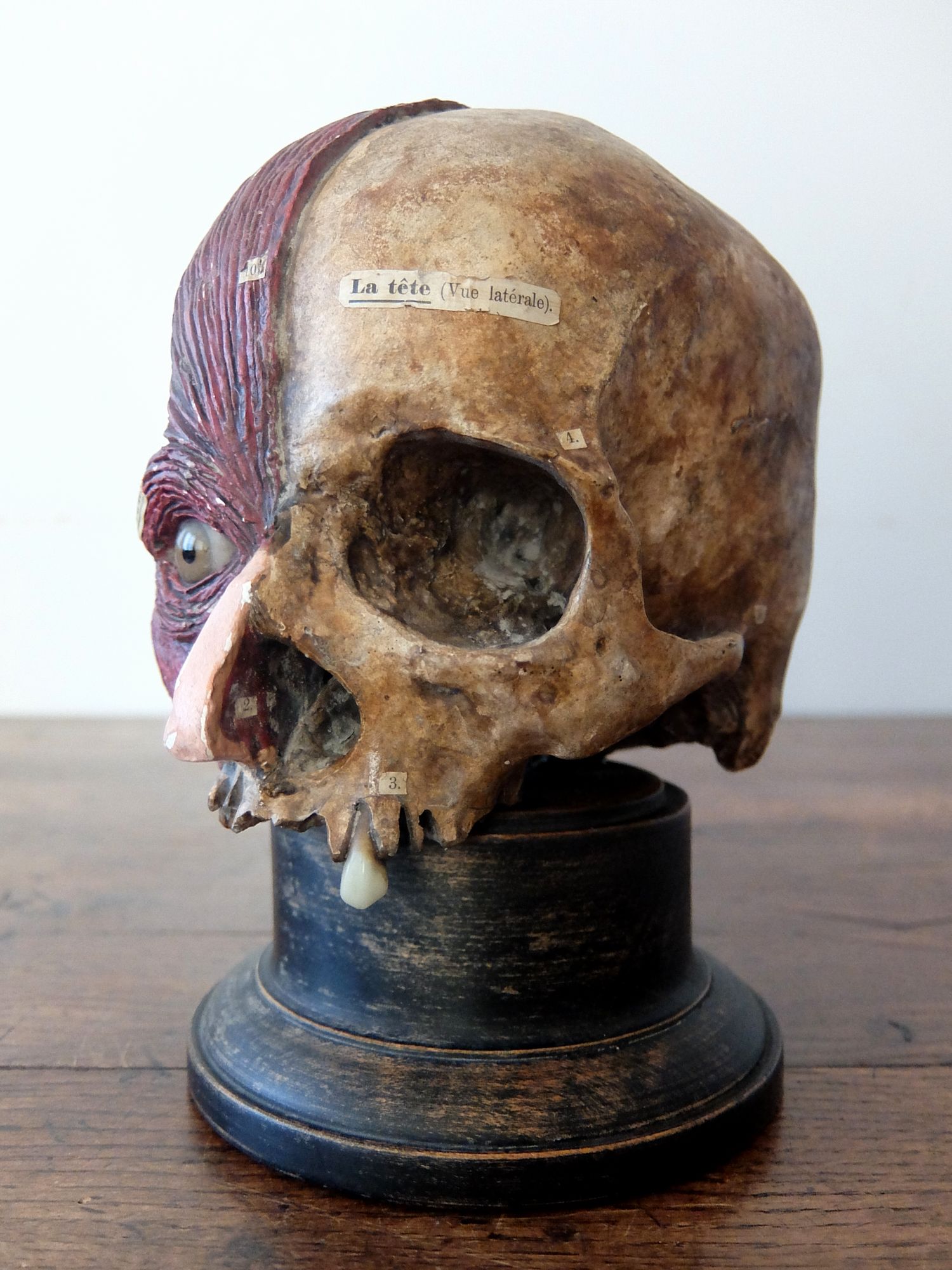 Anatomical Model 【Head】 (A0822)