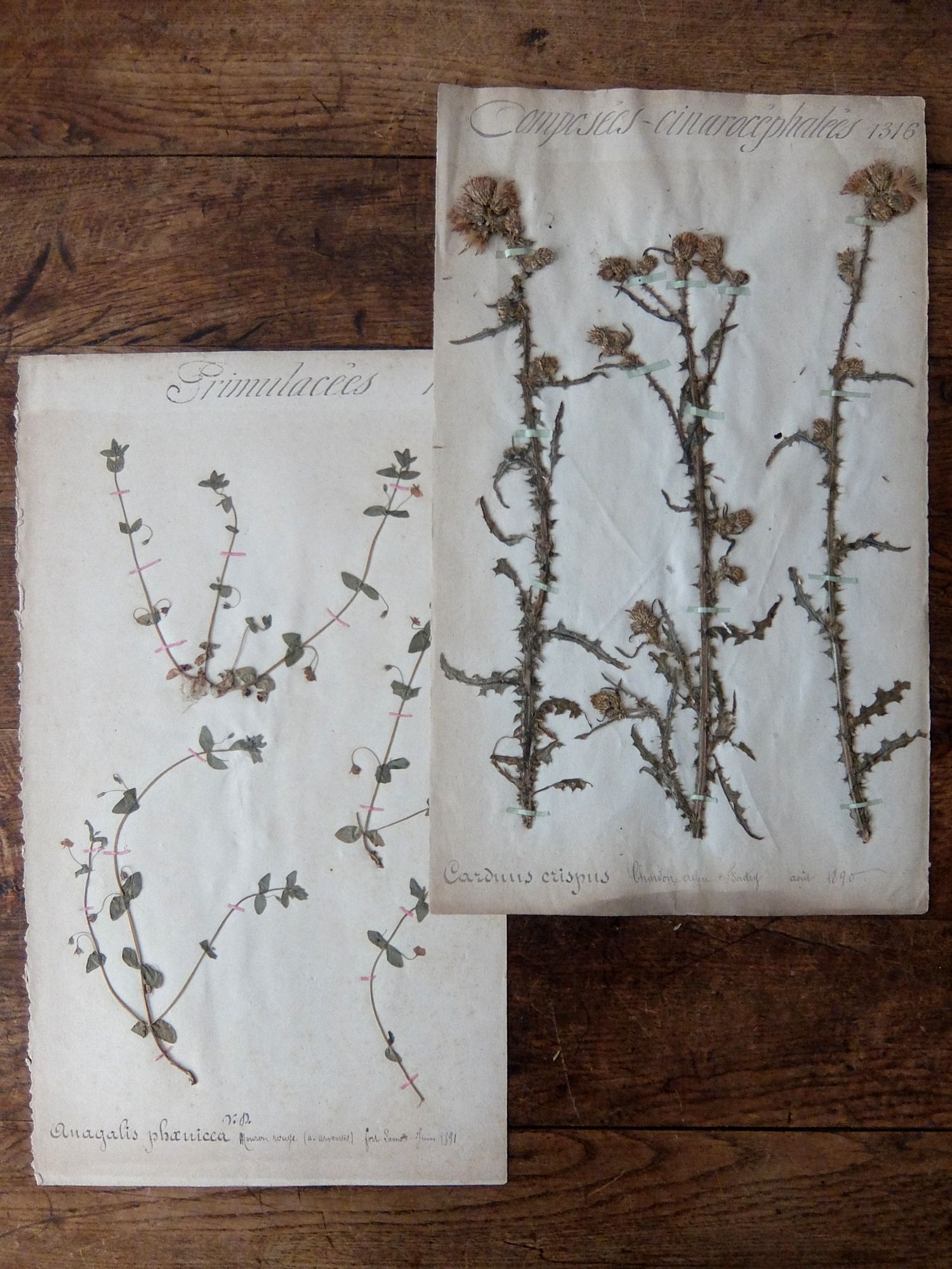 Herbarium (A0915-22)