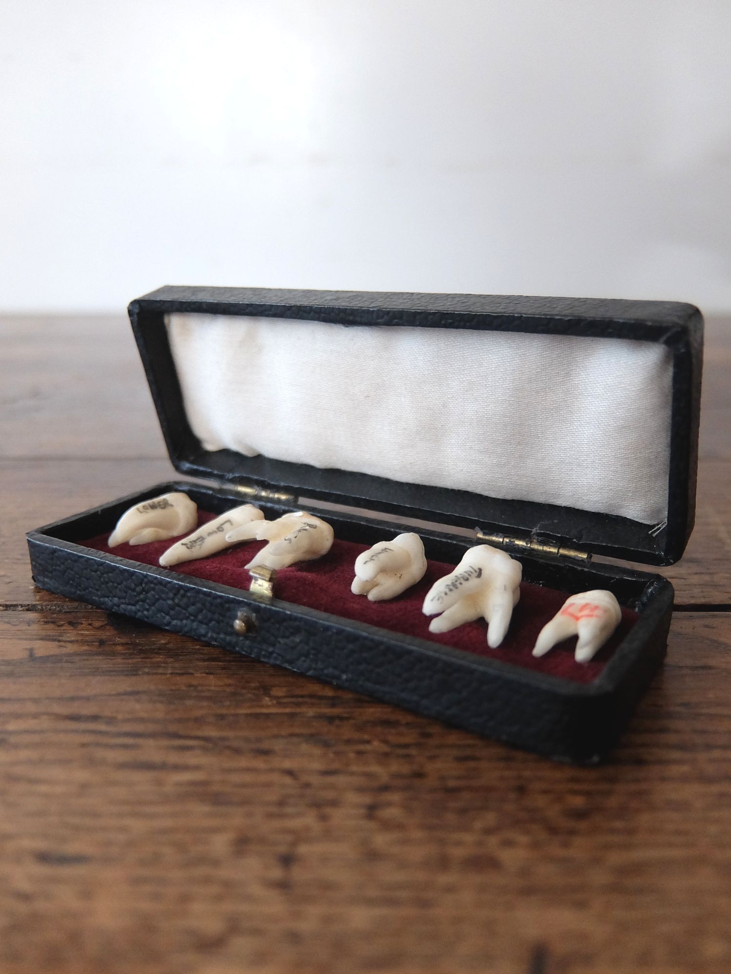 Teeth Specimens (A0417)