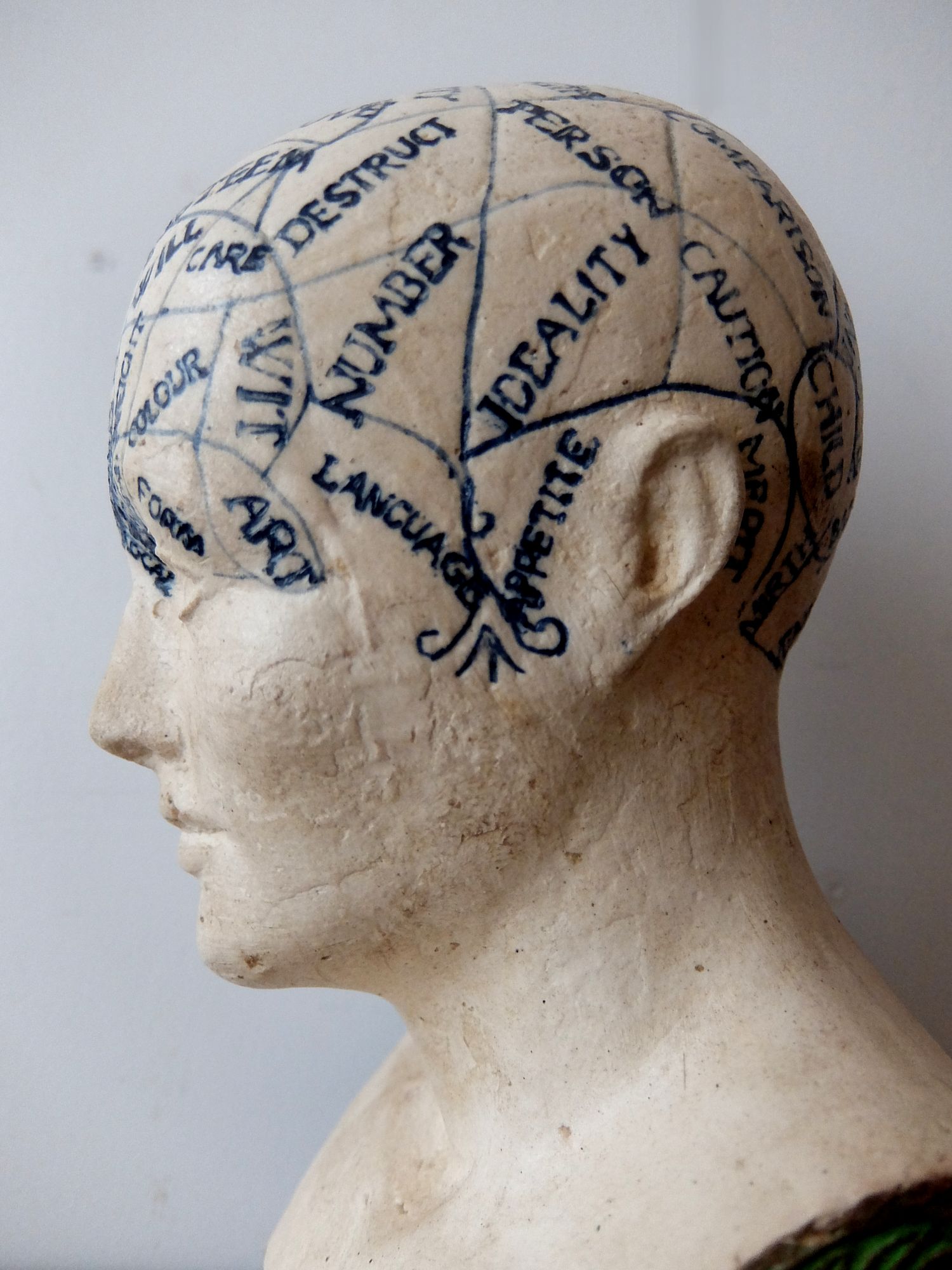 Phrenology Head (A0719)