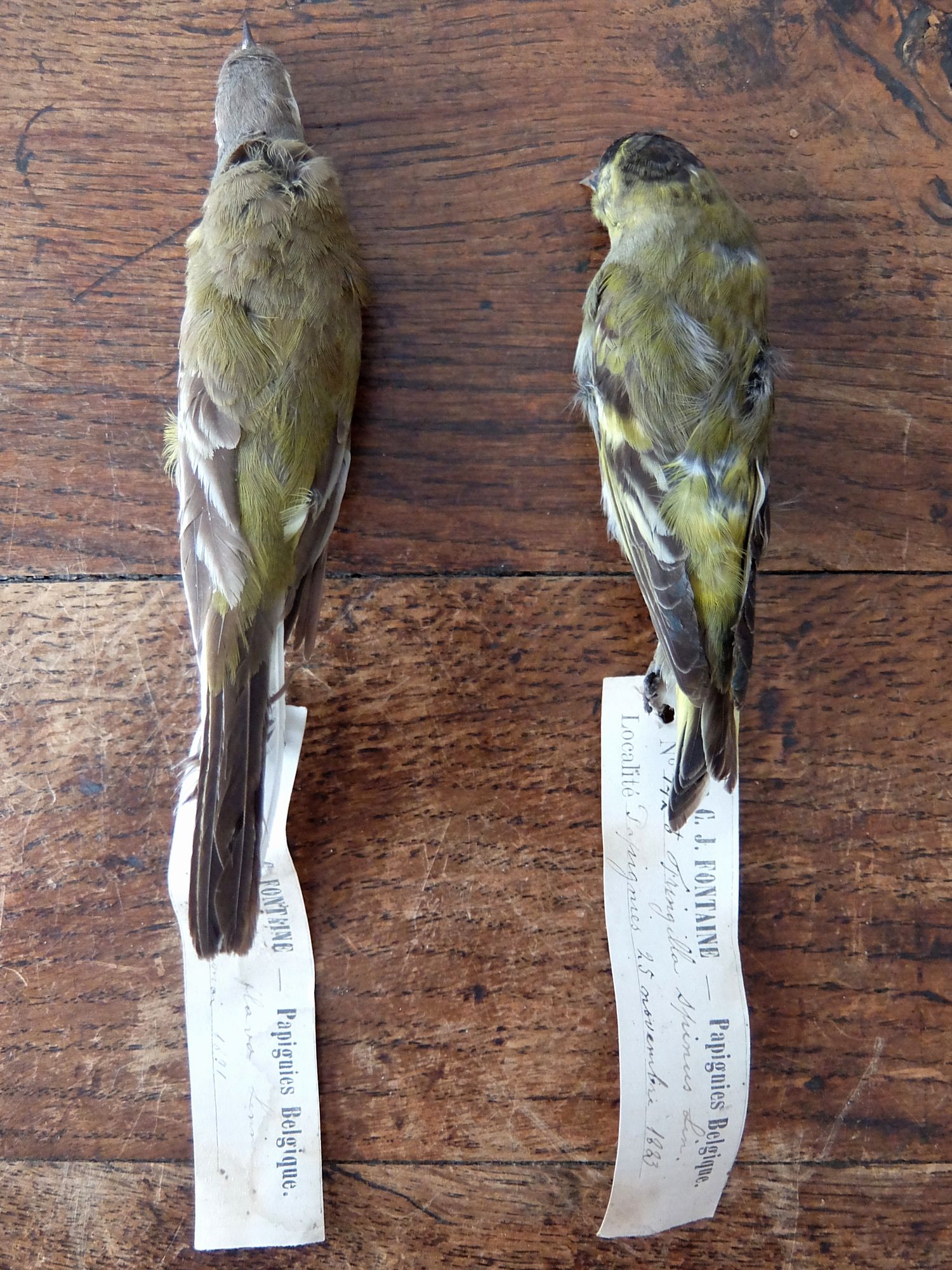 Educational Taxidermy 【Bird】 (A0419-02)