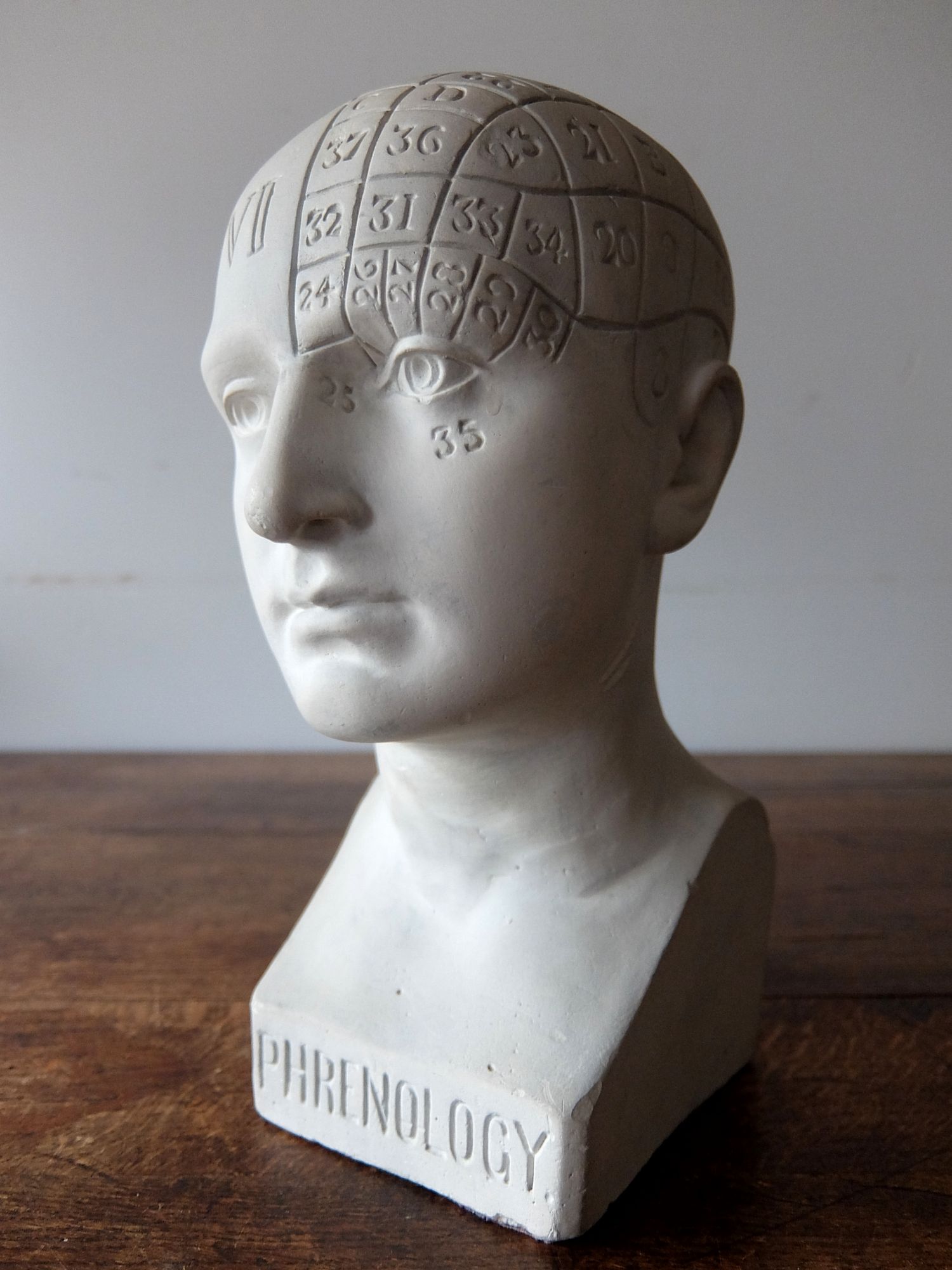 Phrenology Head (A0822)