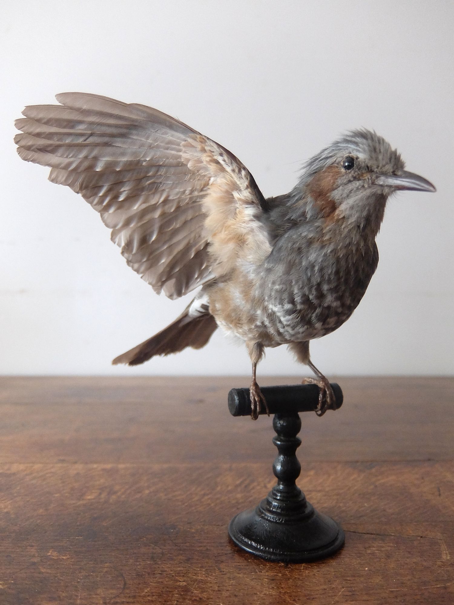 Taxidermy 【Bird】 (A0626-03)