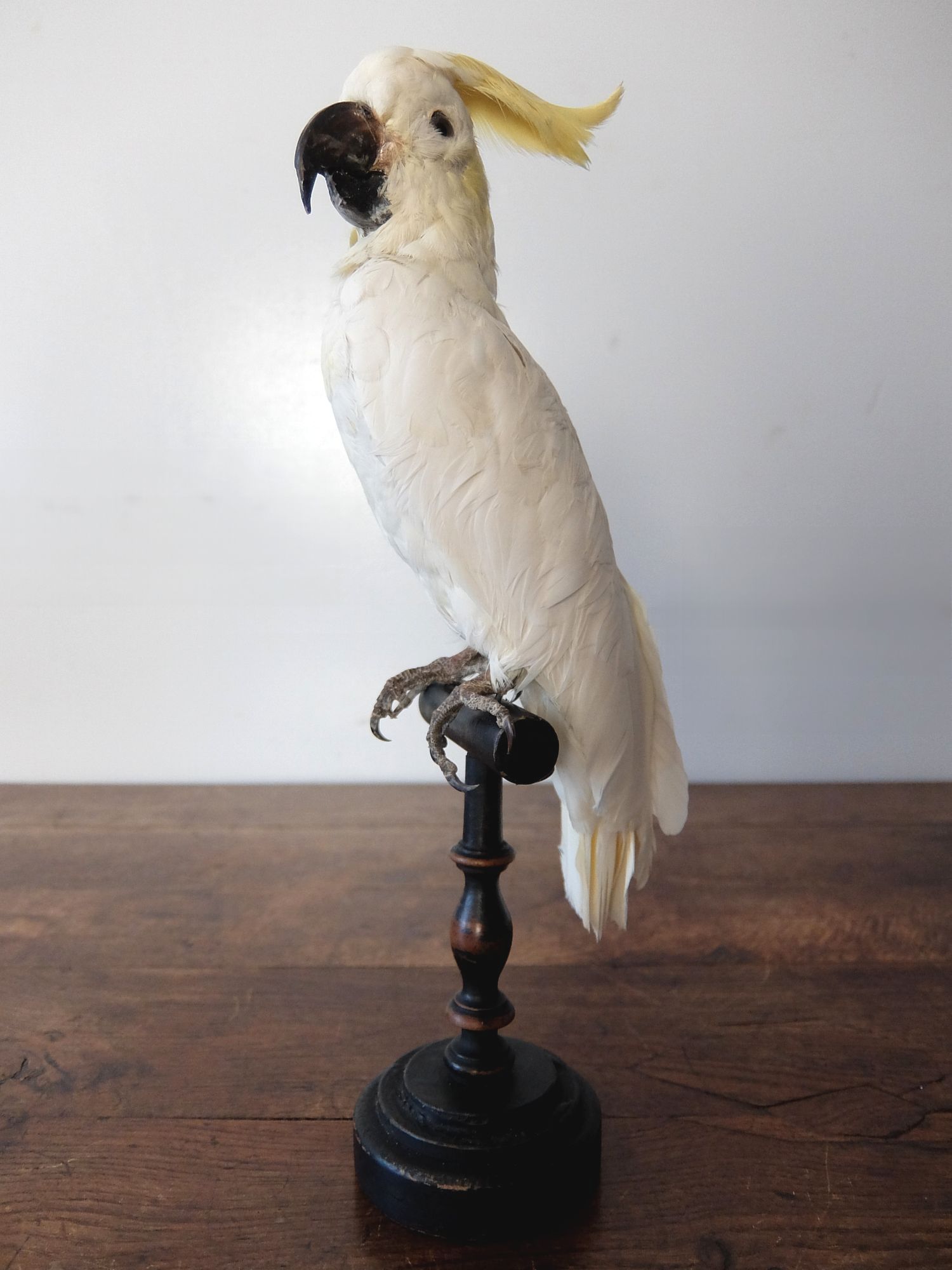 Taxidermy 【Bird】 (A0821-03)