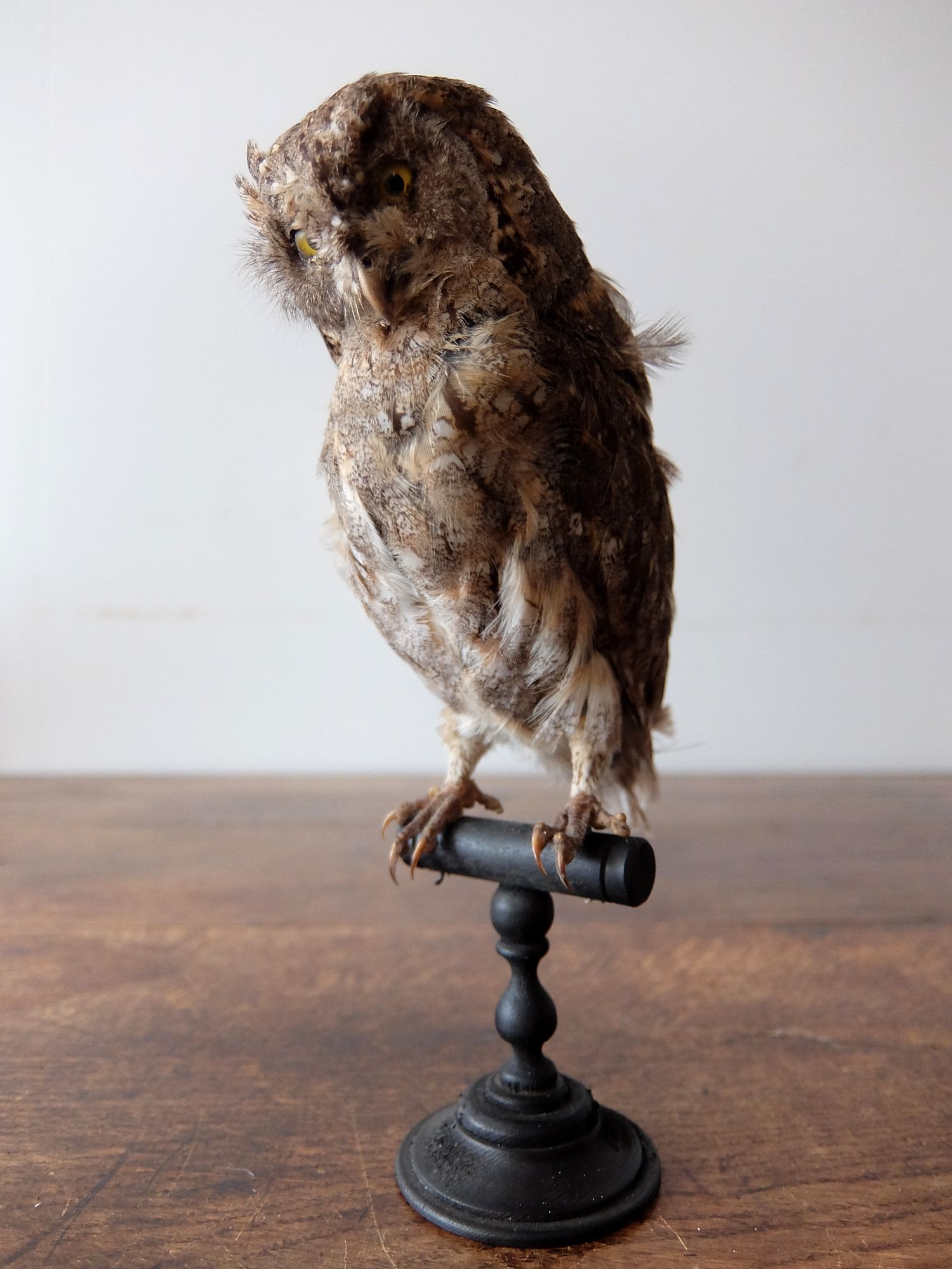 Taxidermy 【Bird】 (A0821-02)