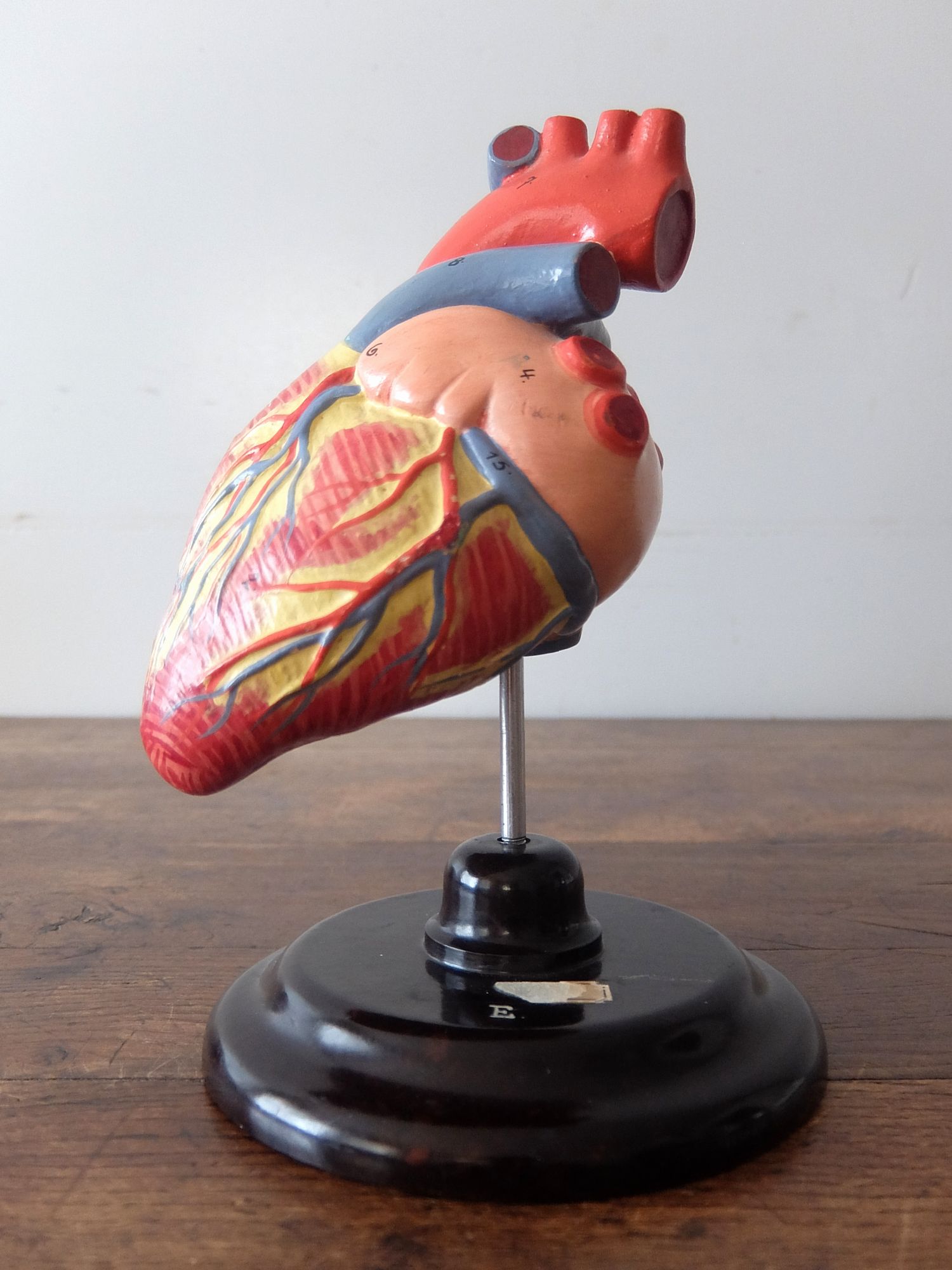 Anatomical Model 【Heart】 (A0726)