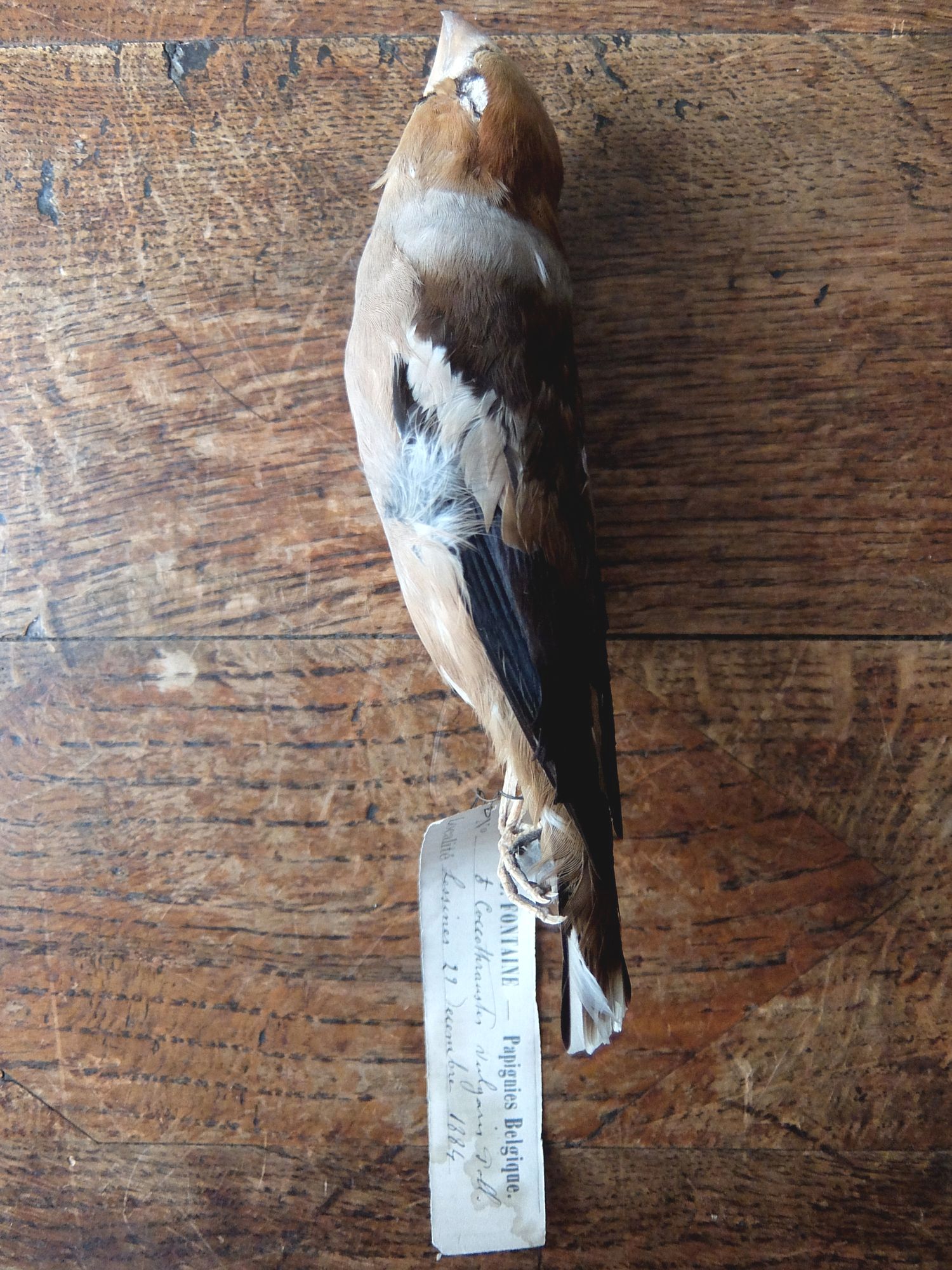 Educational Taxidermy 【Bird】 (A0419-04)