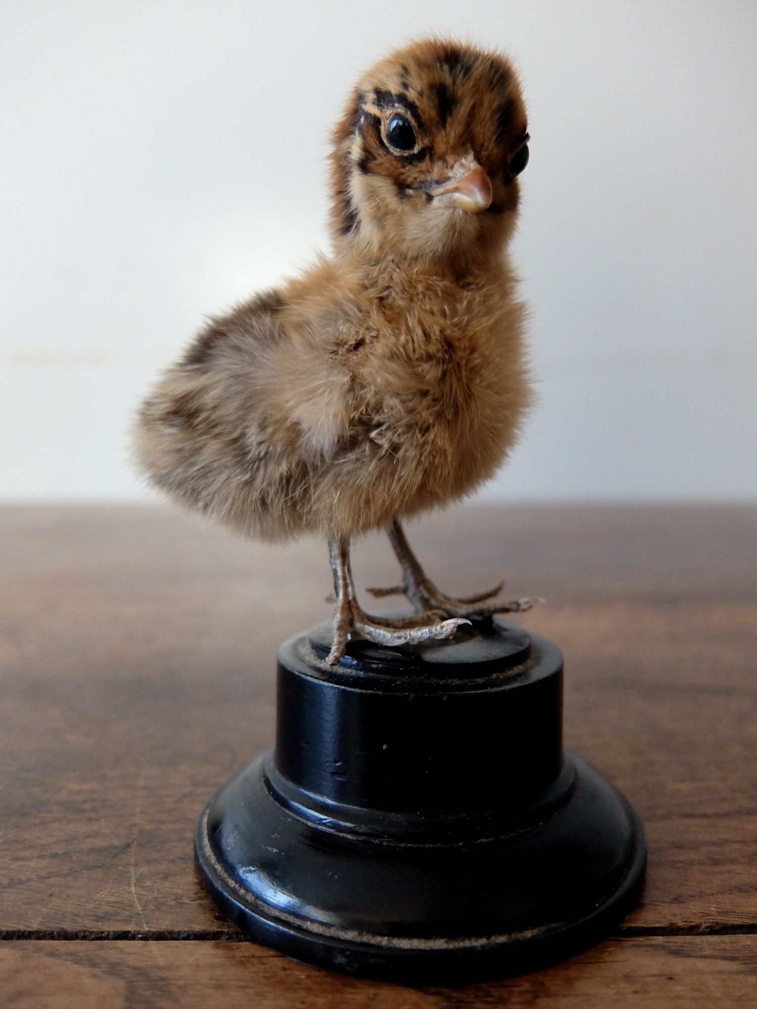 Taxidermy 【Bird】 (A0820-02)