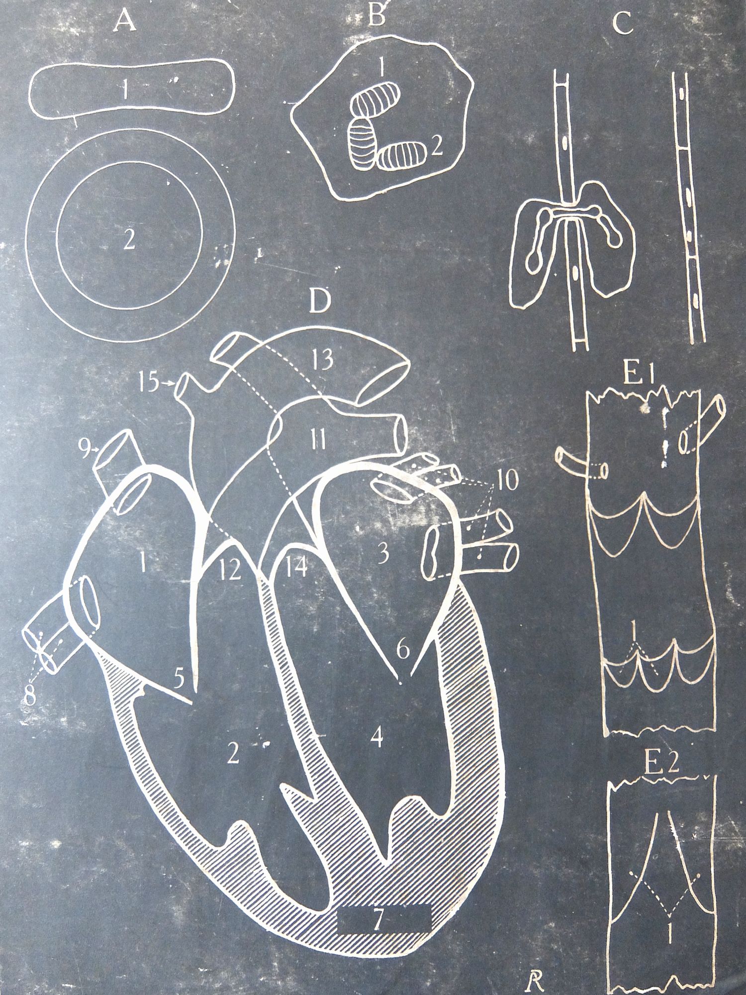 Anatomical Chart (C0726-01)