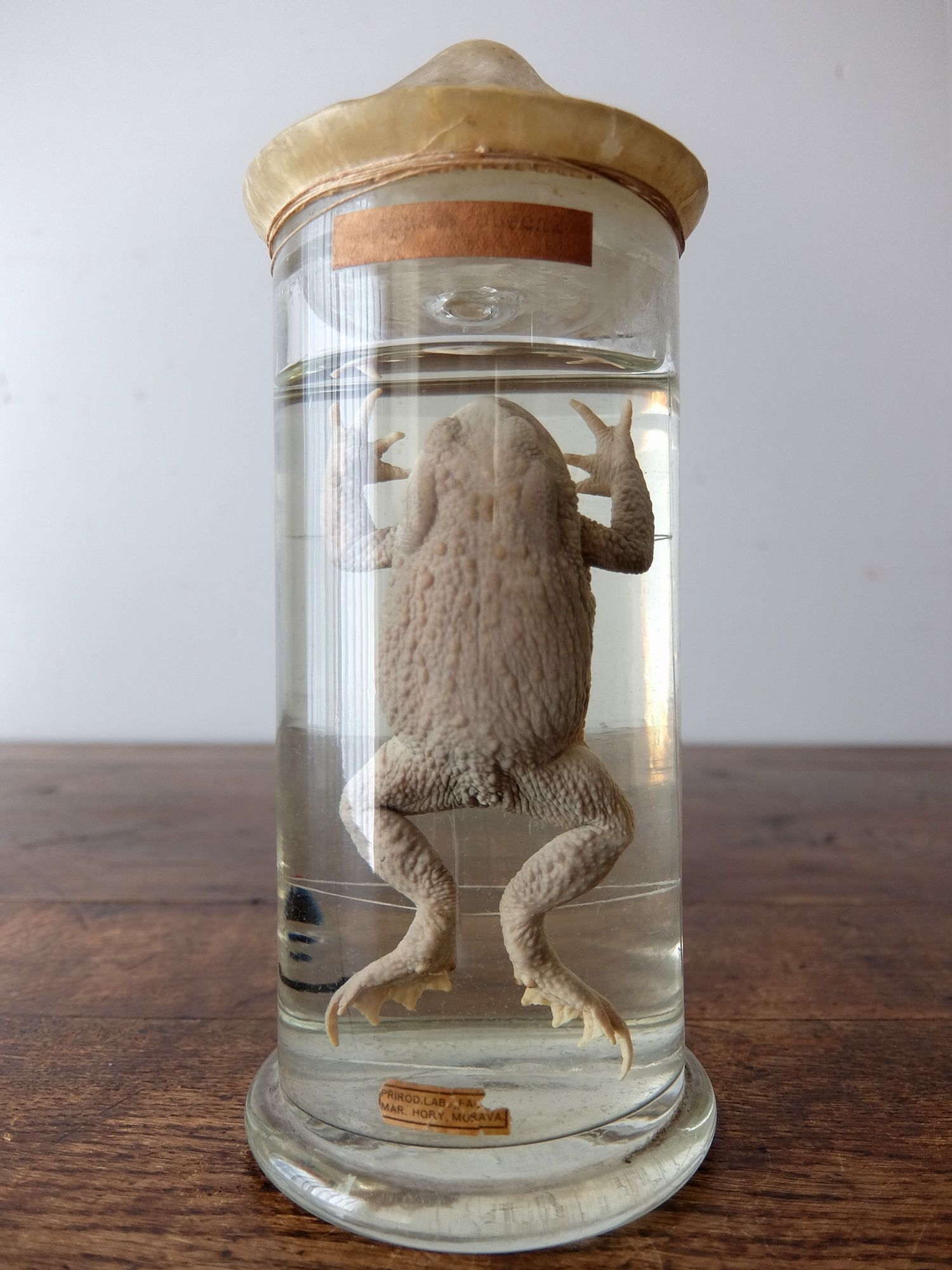 Wet Specimen 【Frog】 (C0518-05)