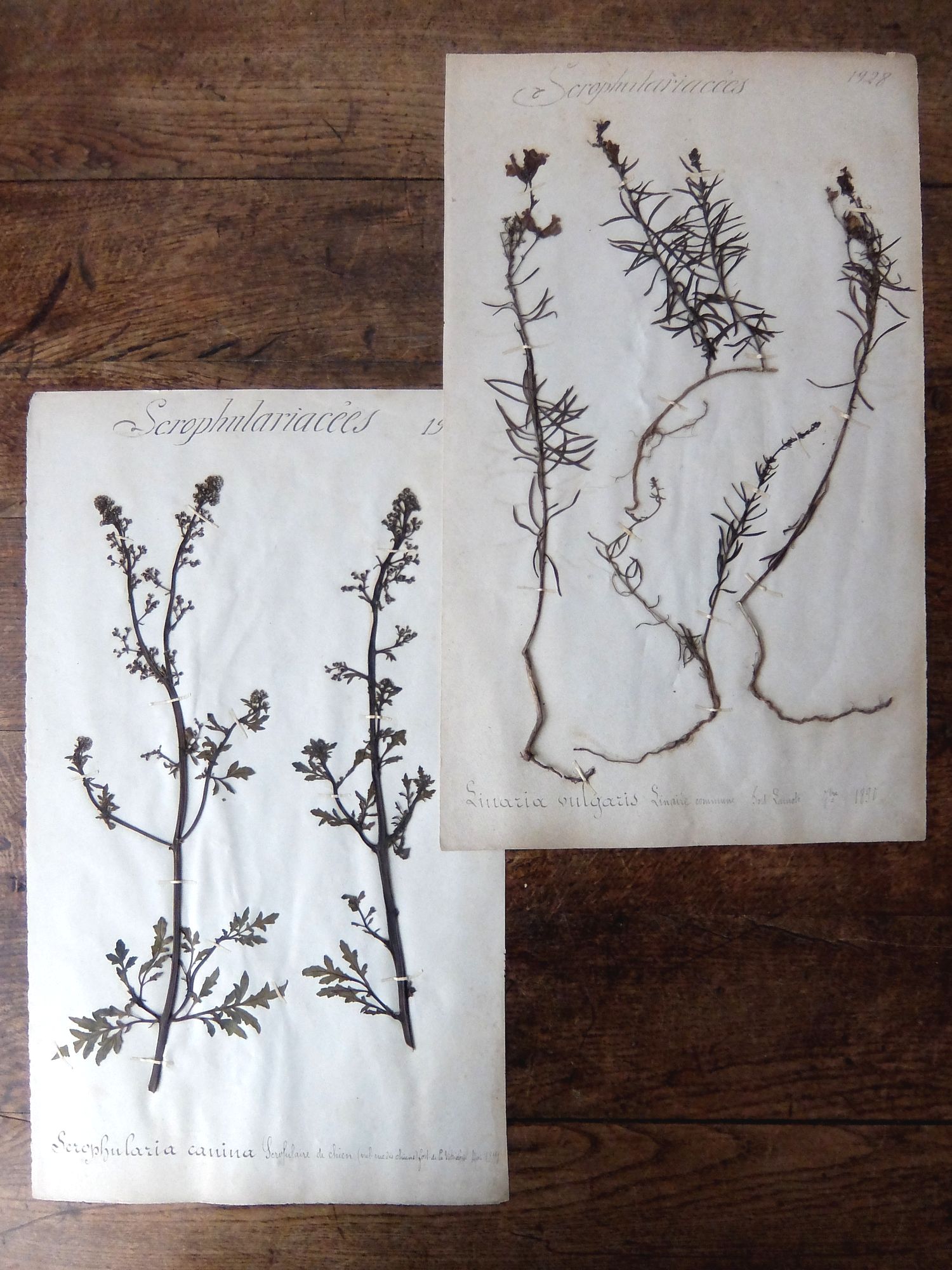 Herbarium (A0915-04)