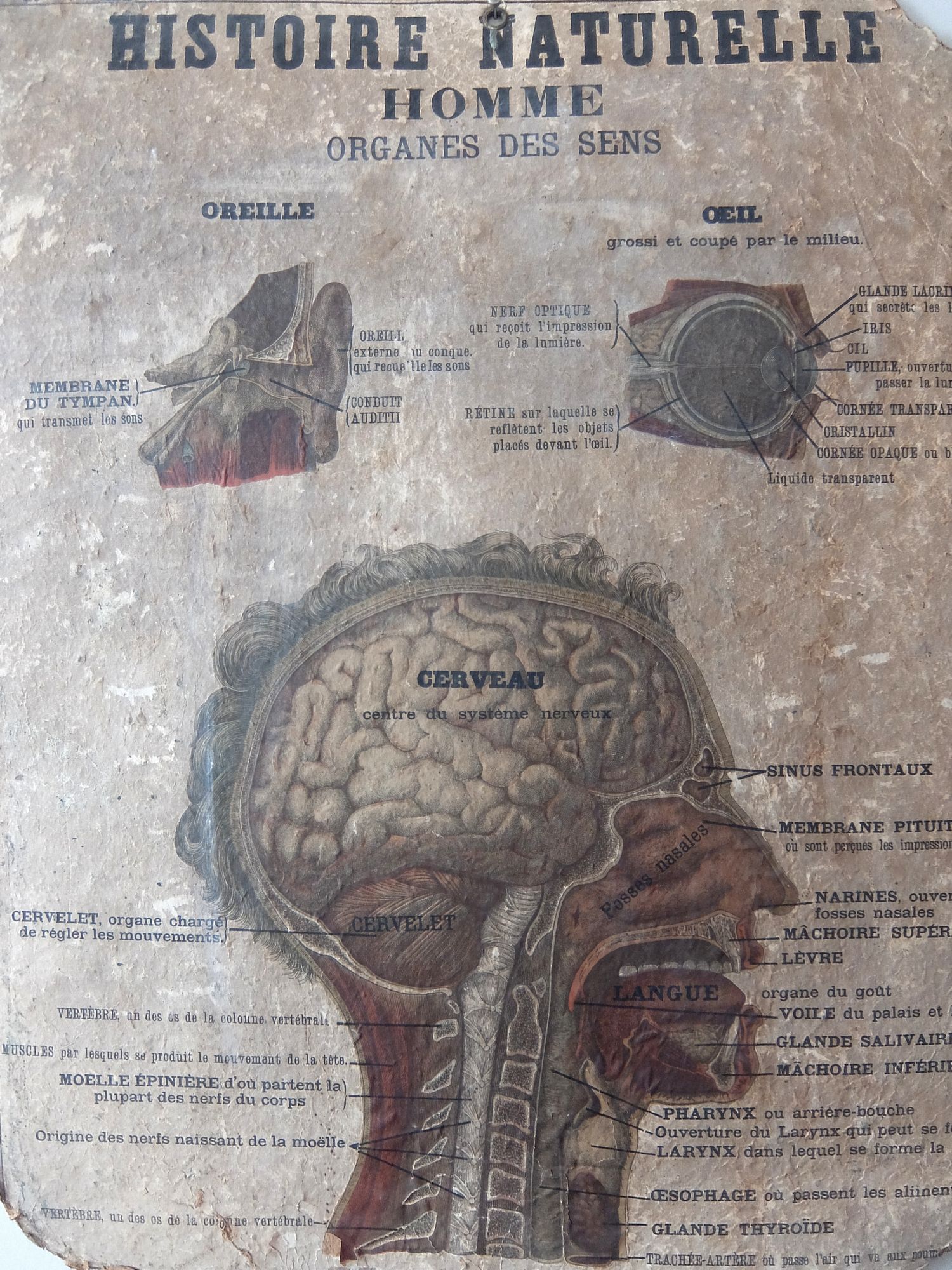 Anatomical Chart (B0726)