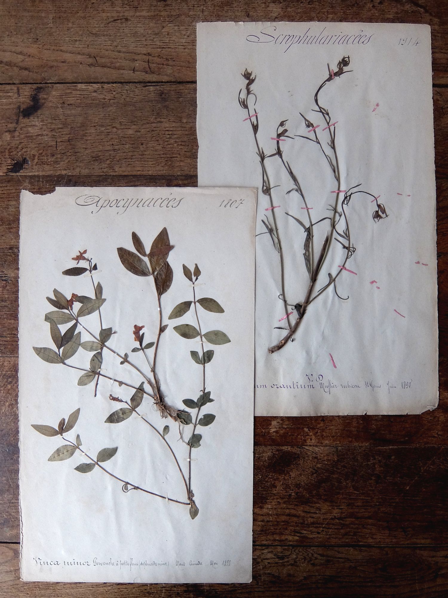 Herbarium (A0915-10)