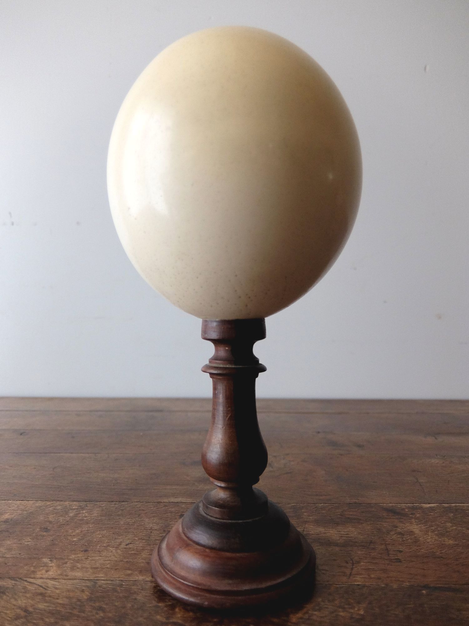Egg Display 【Ostrich】 (A0617)