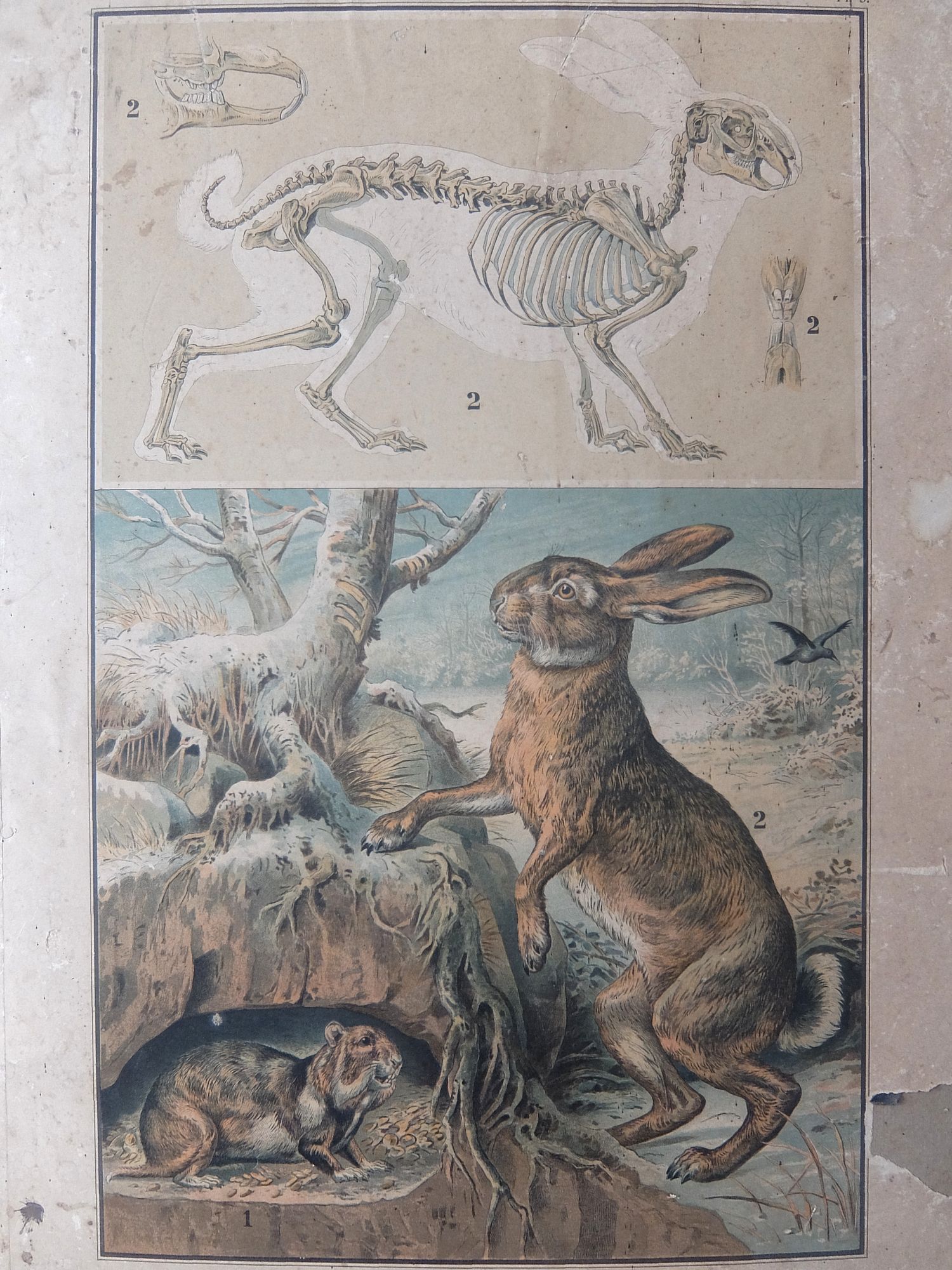 Specimen's Picture 【Rabbit】 (A0426)