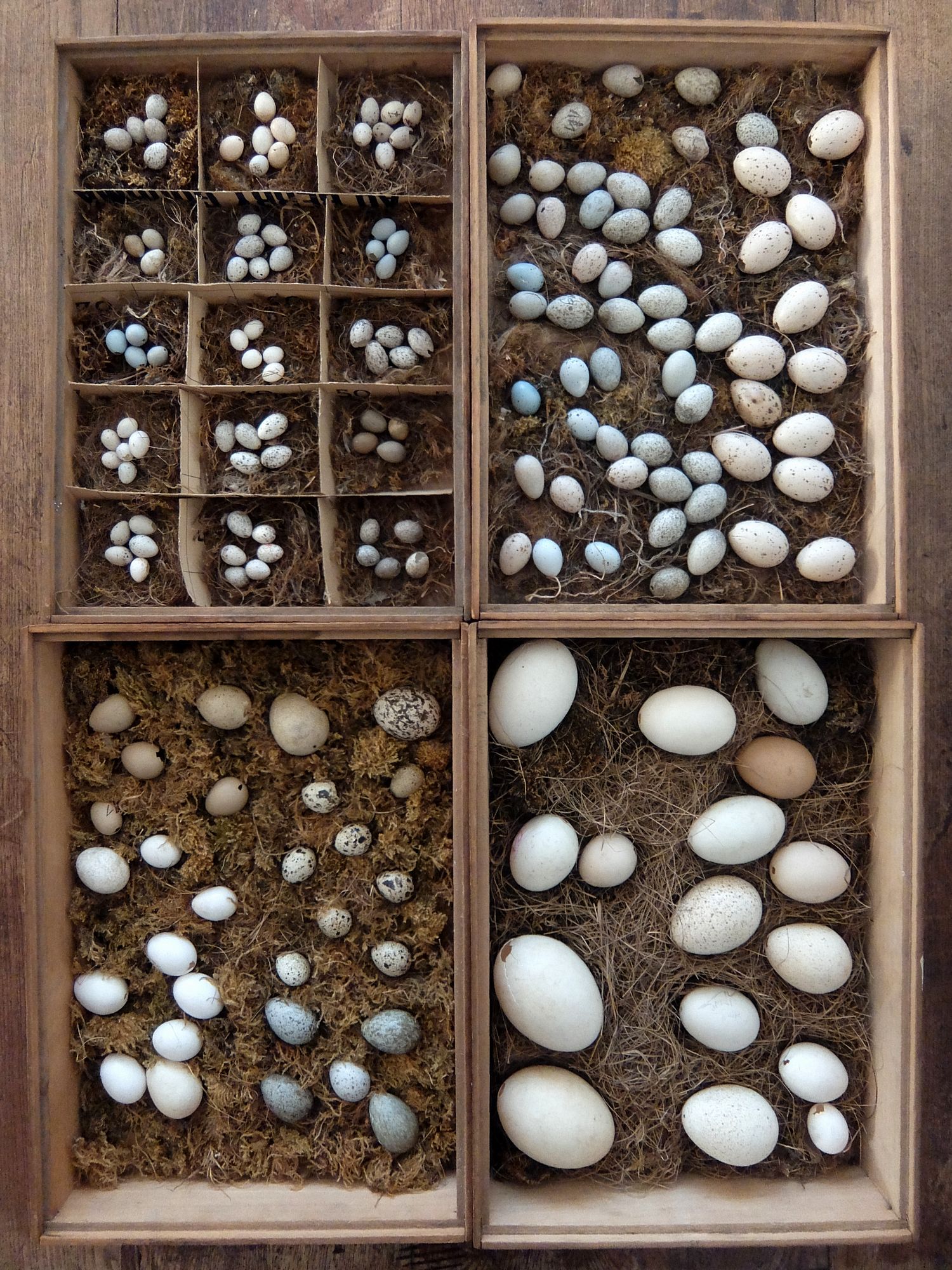 Bird's Eggs Specimens (A0723)