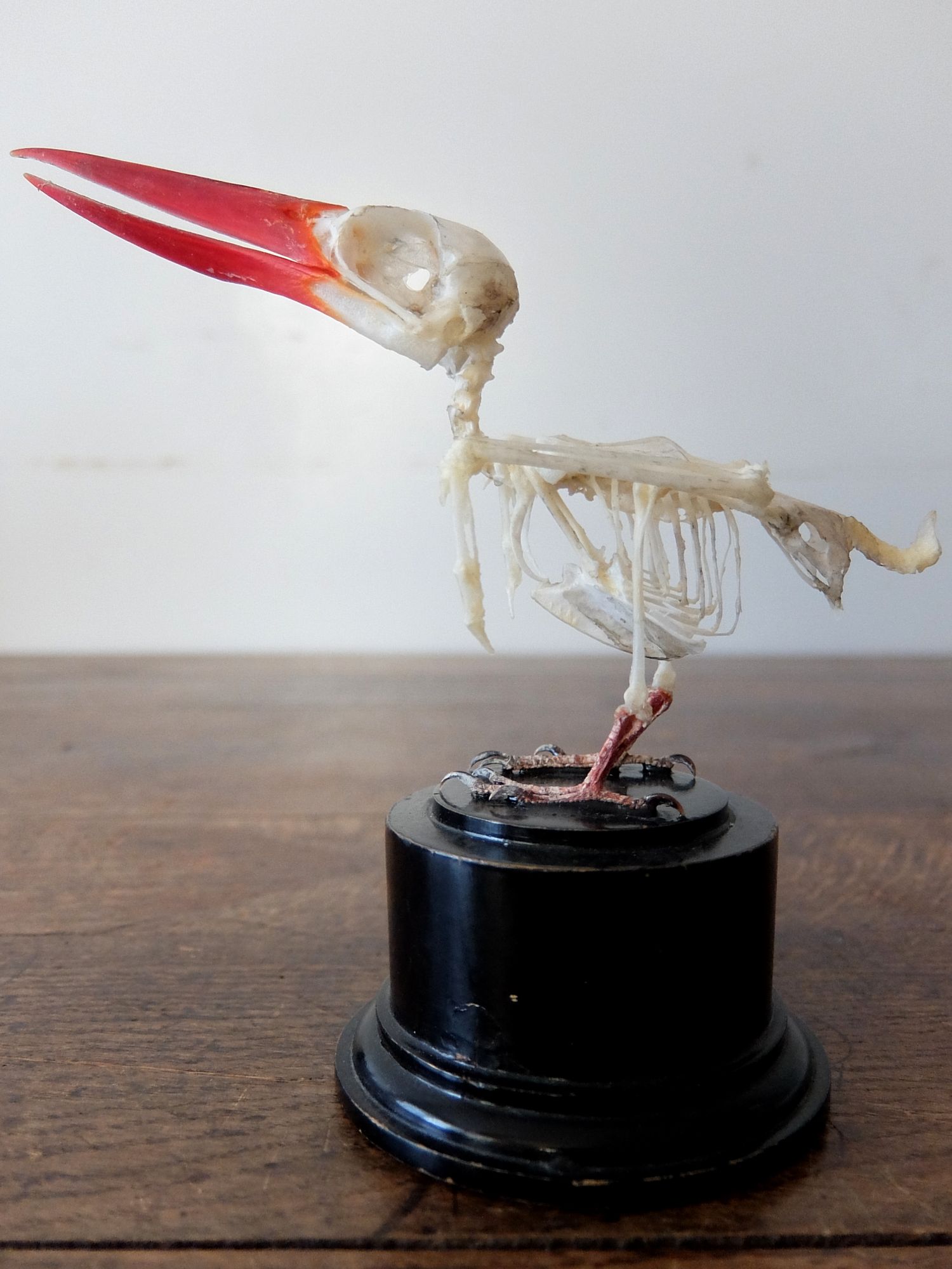 Skeletal Specimen 【Bird】 (A1221)