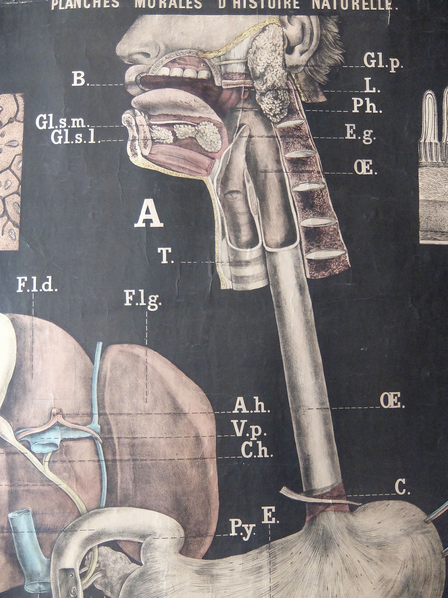 Anatomical Chart (A0726-03)